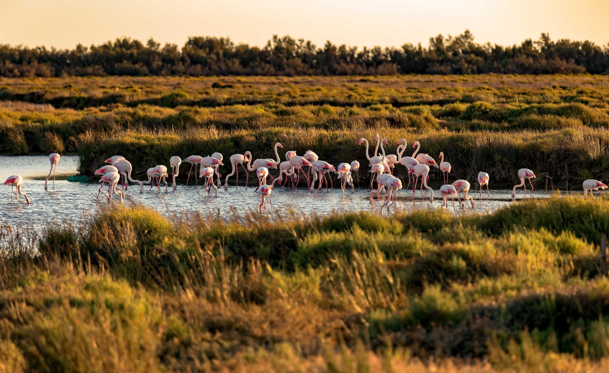 Het beste van de Provence en de Camargue