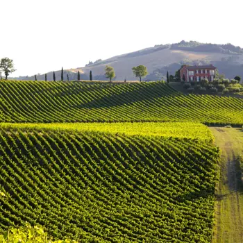 In vino veritas