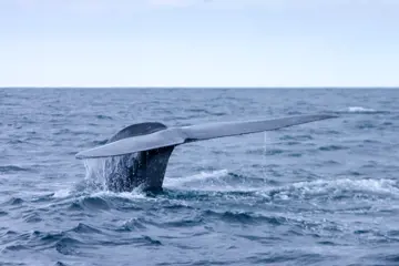 walvisspotten in portugal azoren