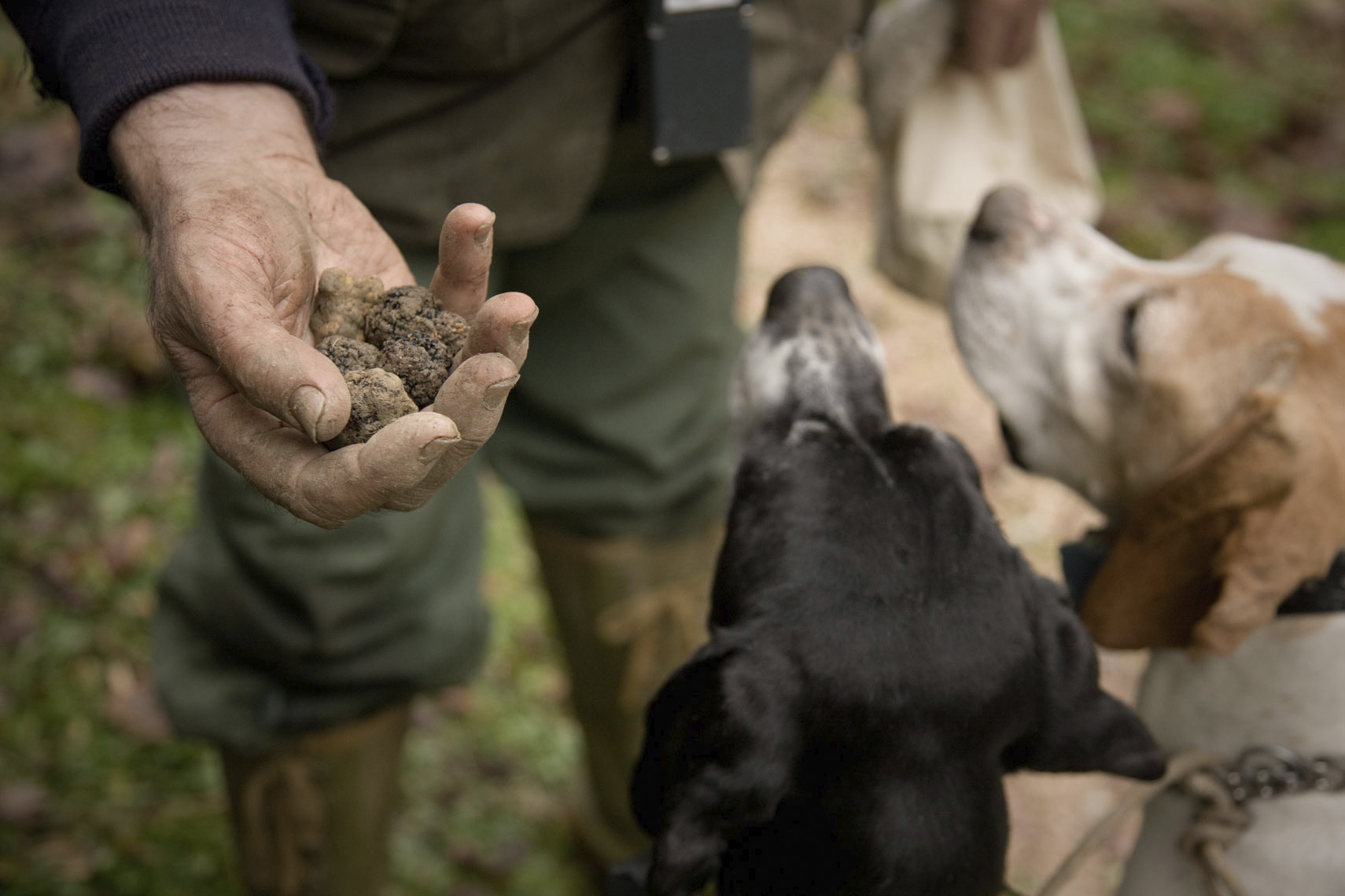 truffelhunting istrie kroatie