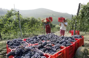 wijngaarden in italie