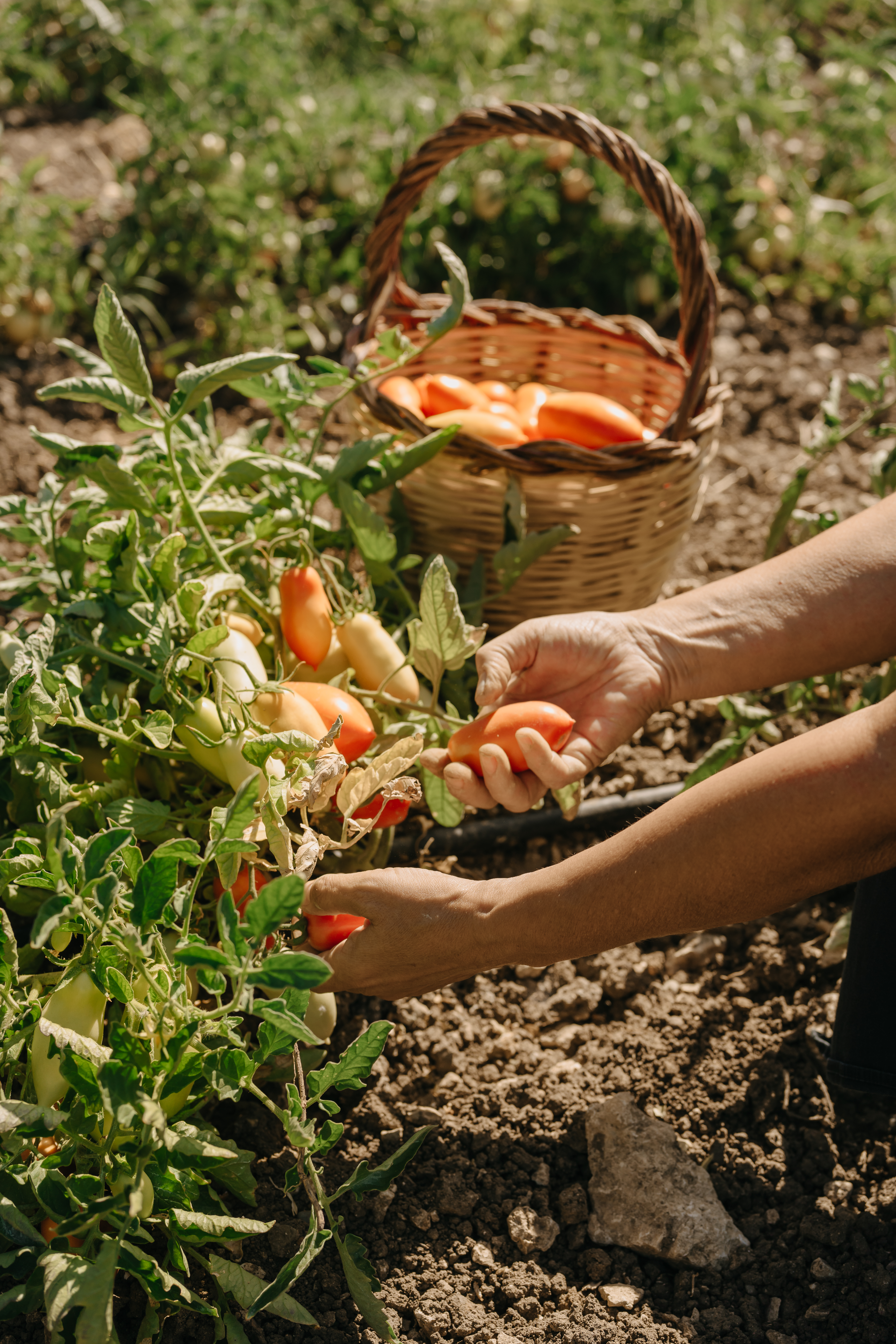 23 vegetable garden