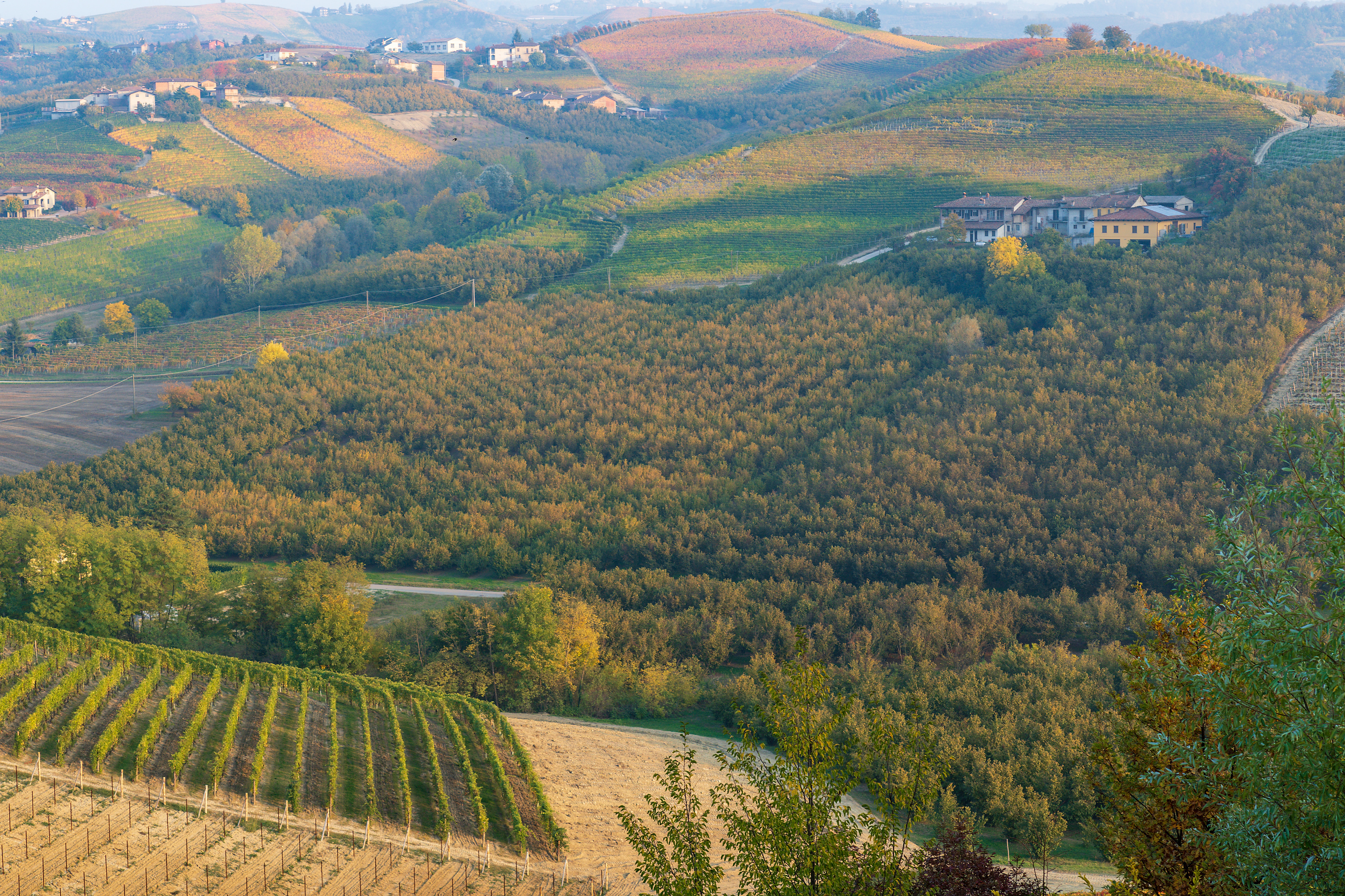 barolo