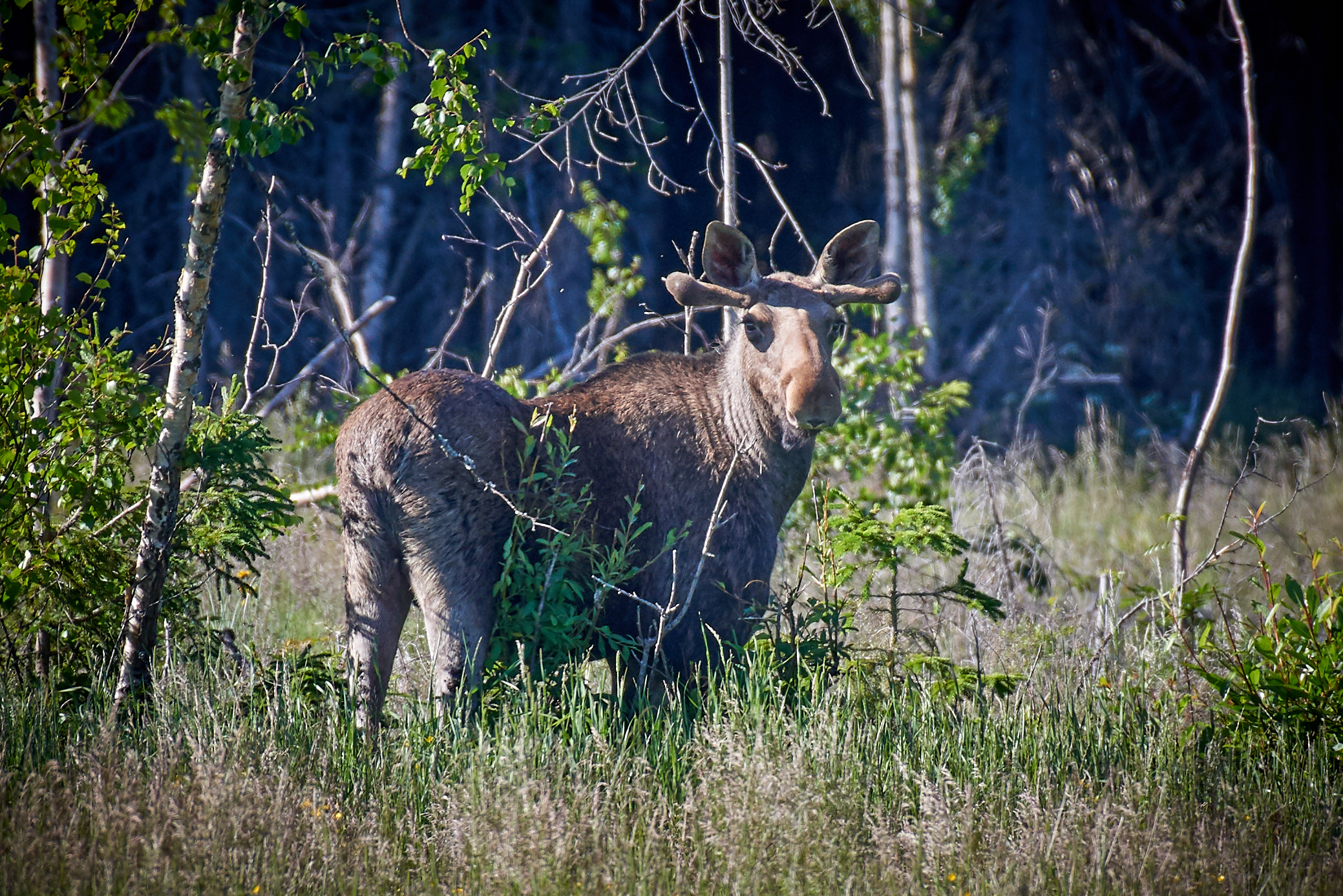 11 zomers zweeds lapland