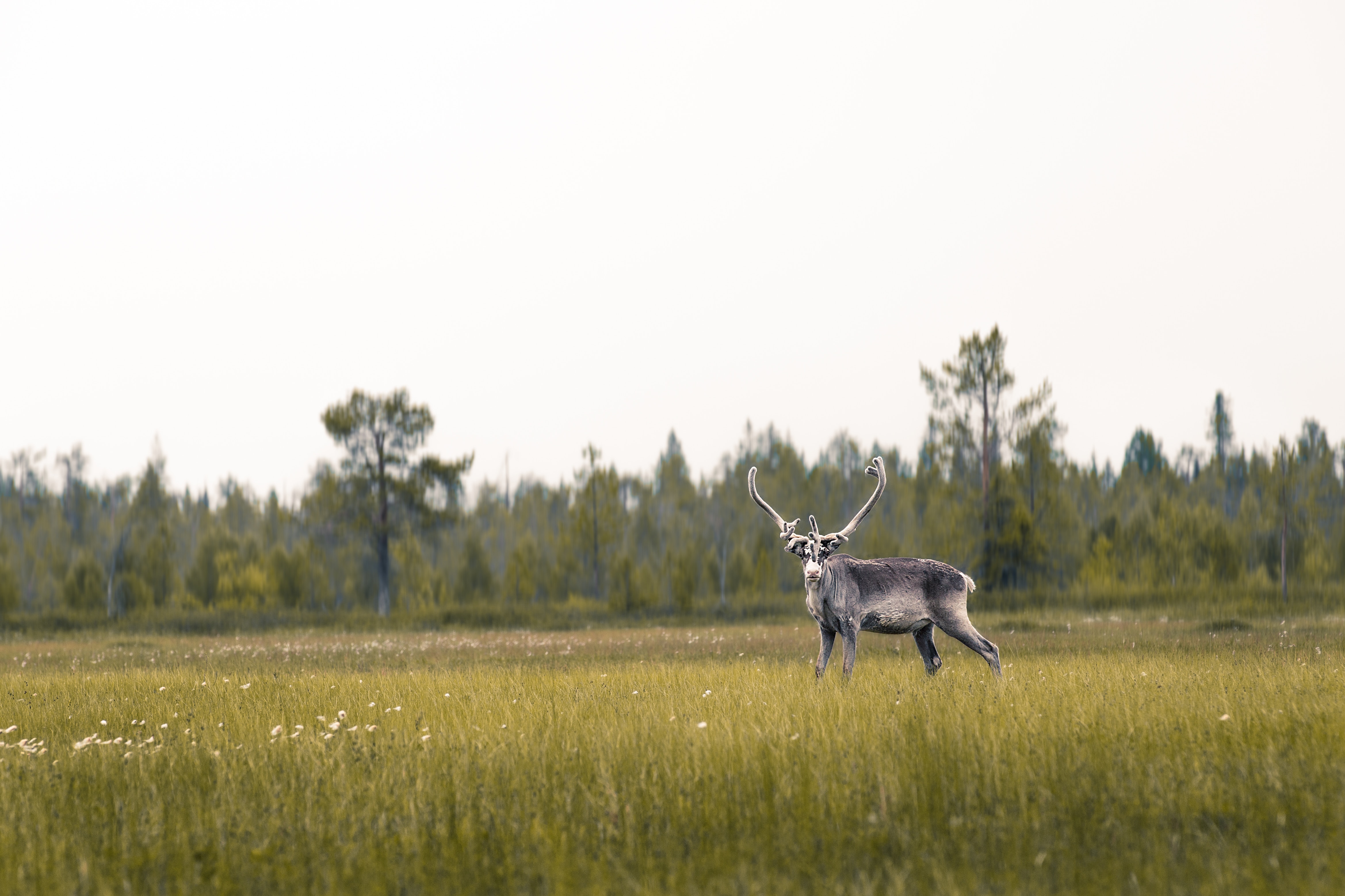 3 zomers fins lapland