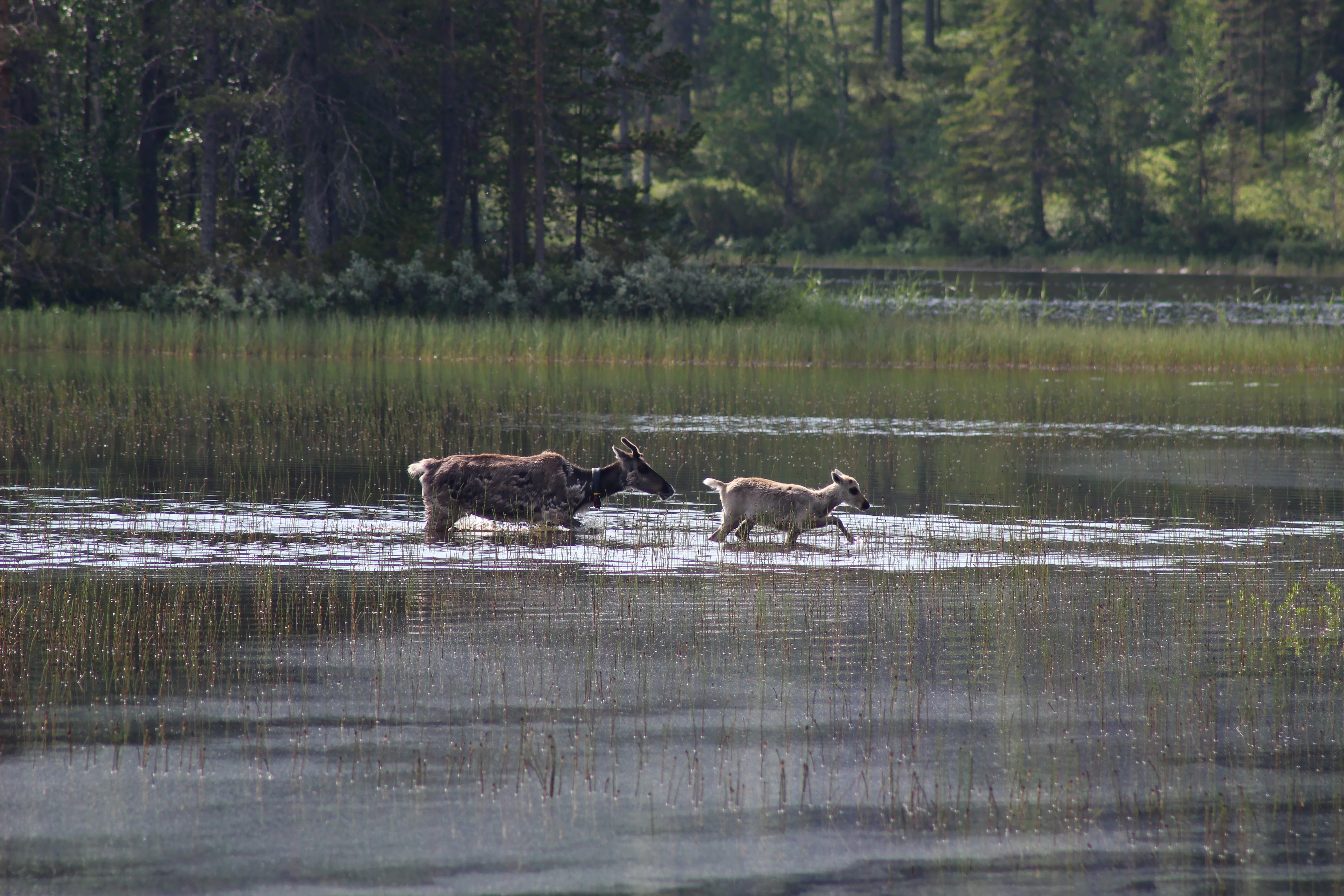 6 zomers fins lapland