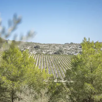 Occitanië (Languedoc-Roussillon en Midi-Pyrénées)