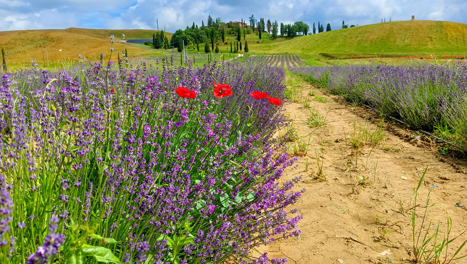 fioritura lavanda