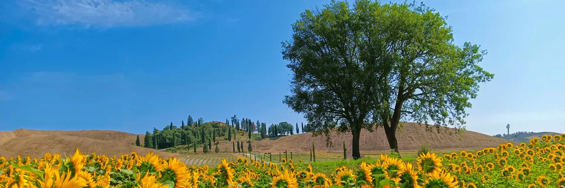 campi di girasoli