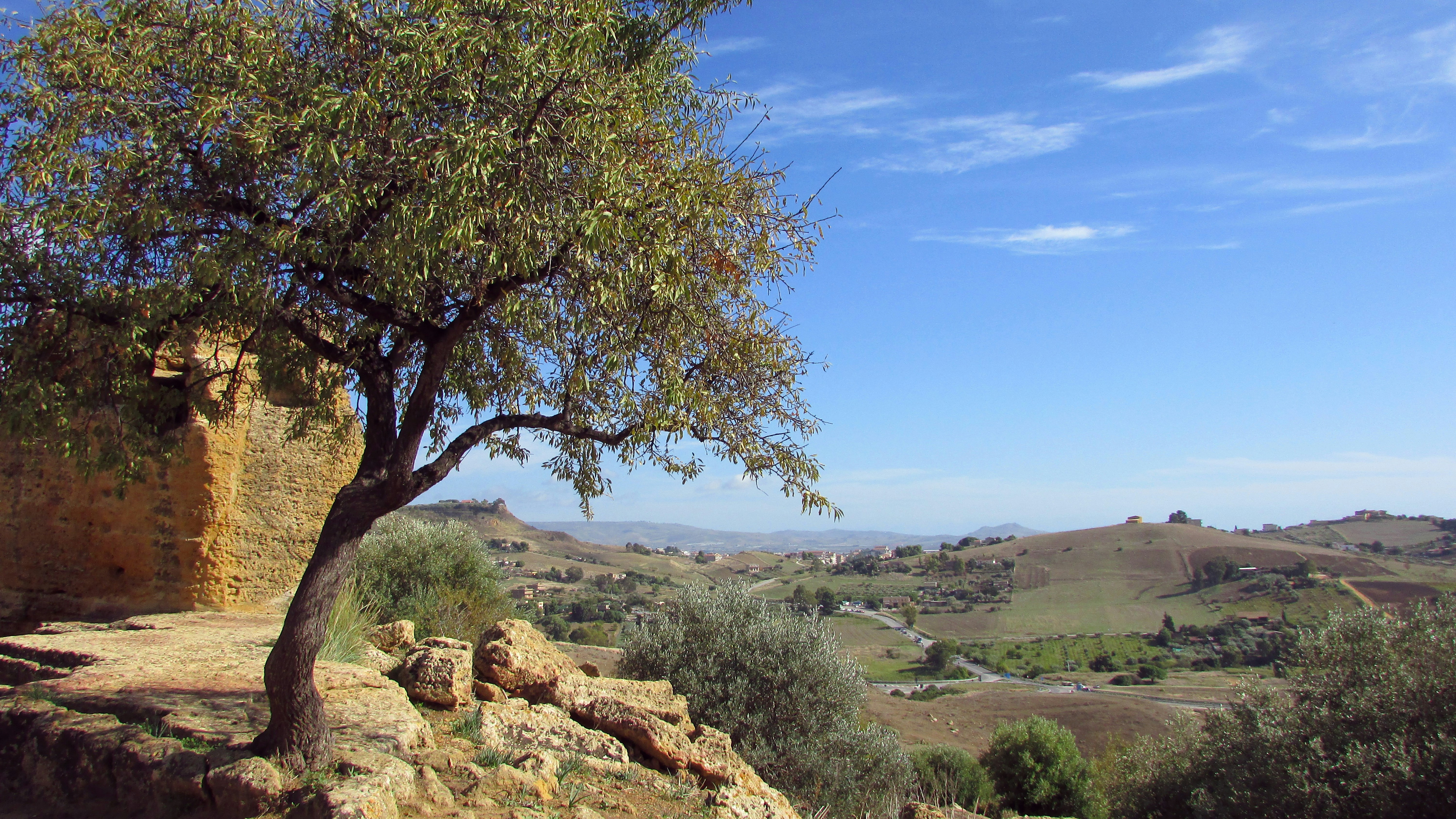 an olive tree commands a view in the valley of the temples agrigento sicily