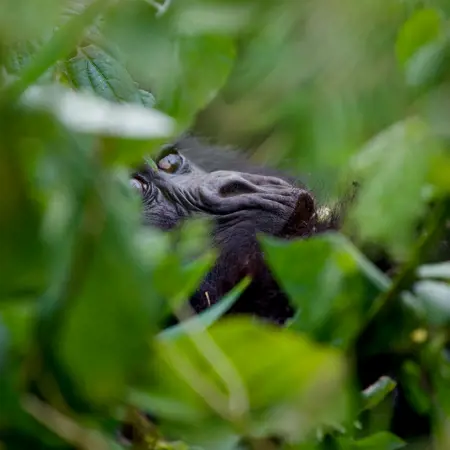 rwanda gorilla s spotten