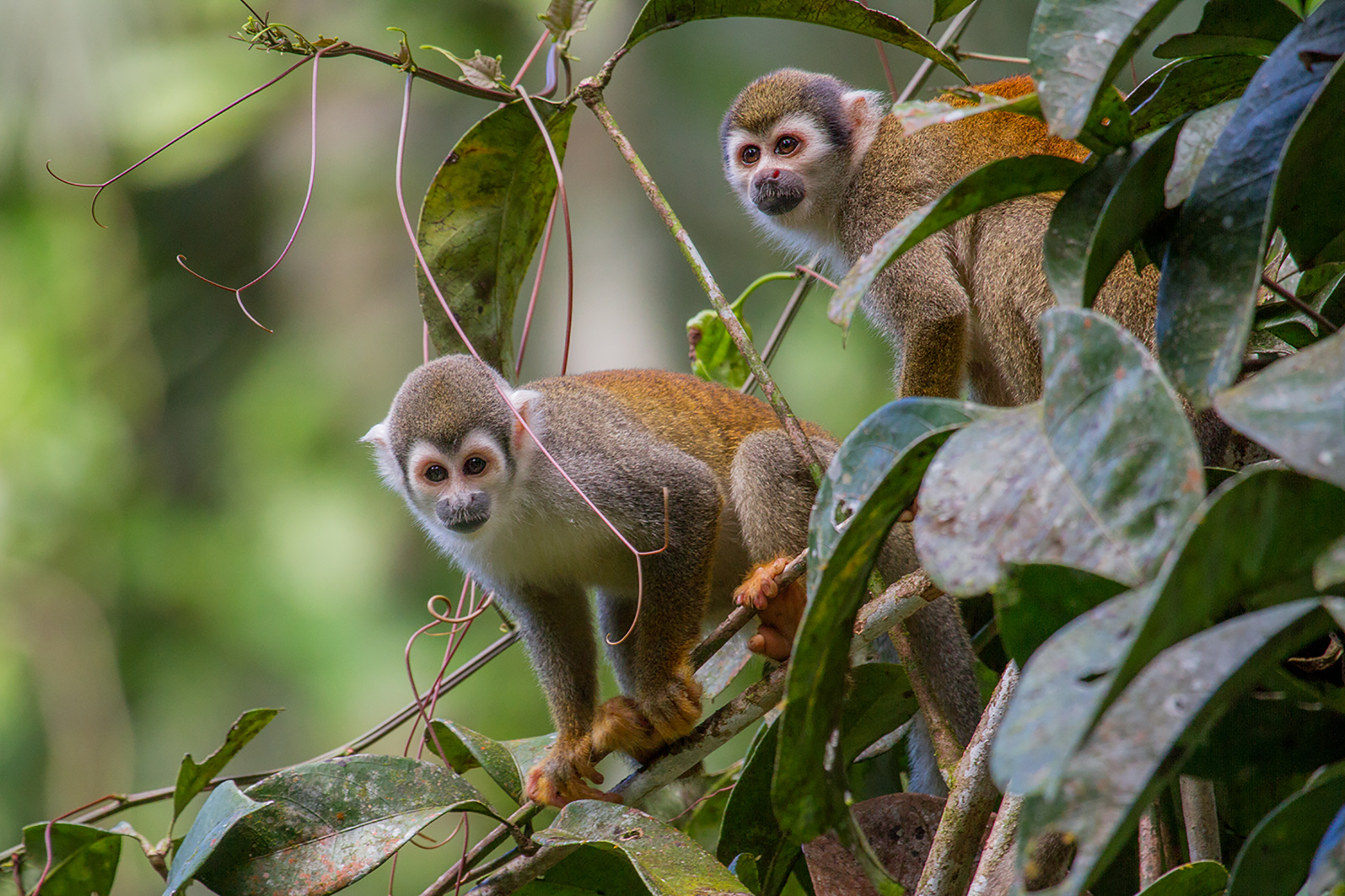 Ecuador: van het Amazonewoud tot de Galapagoseilanden