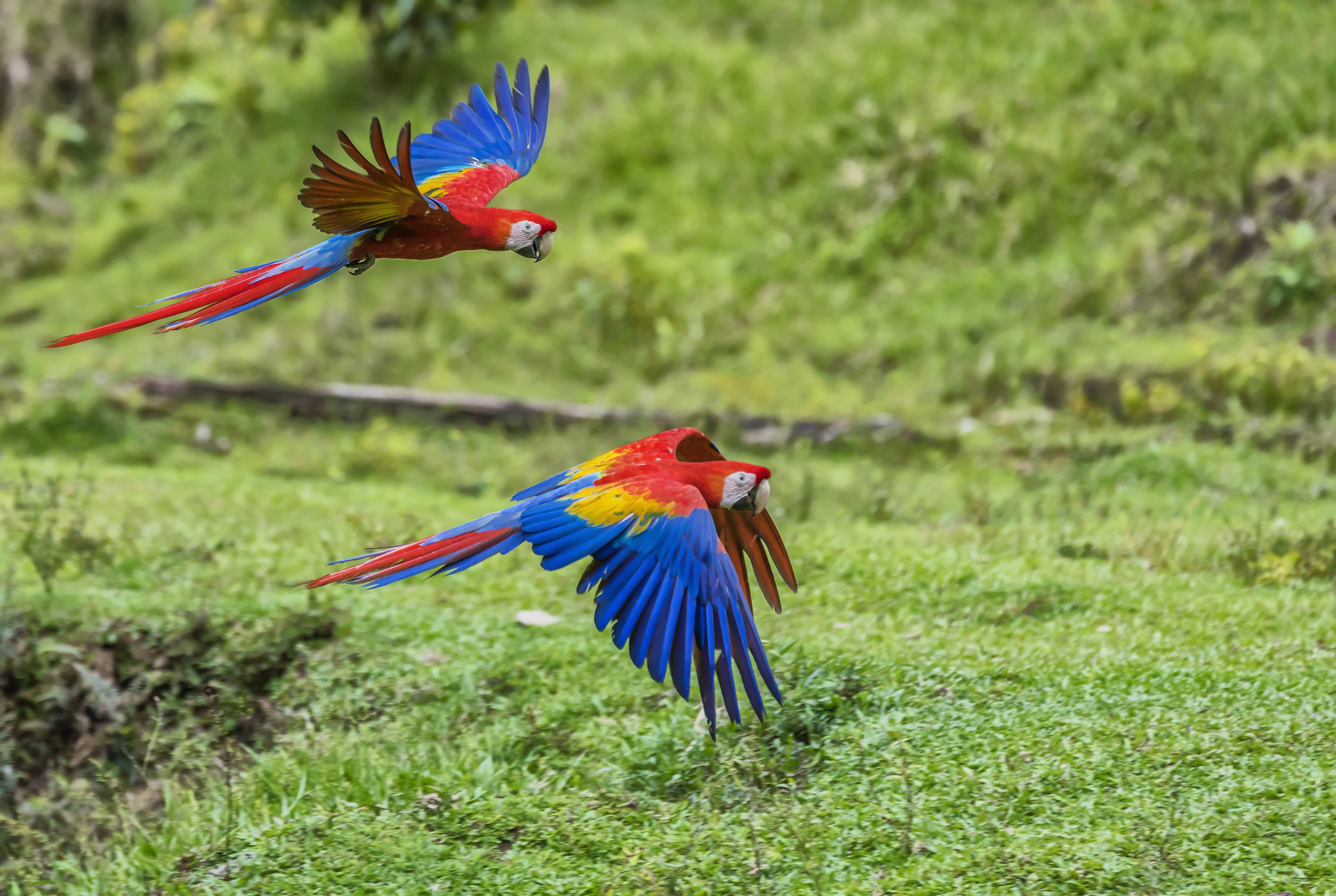 birds 5