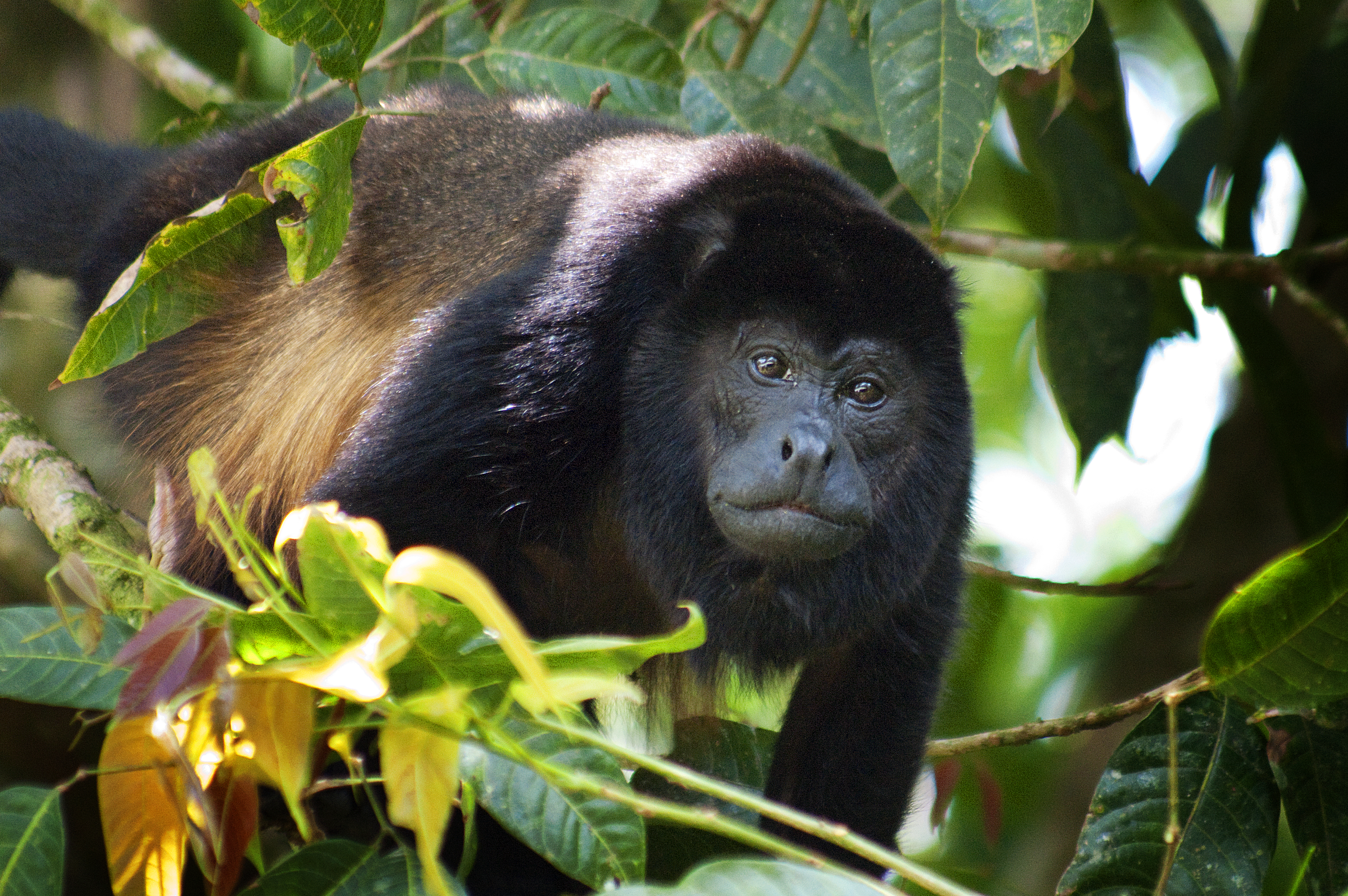 monkey 5