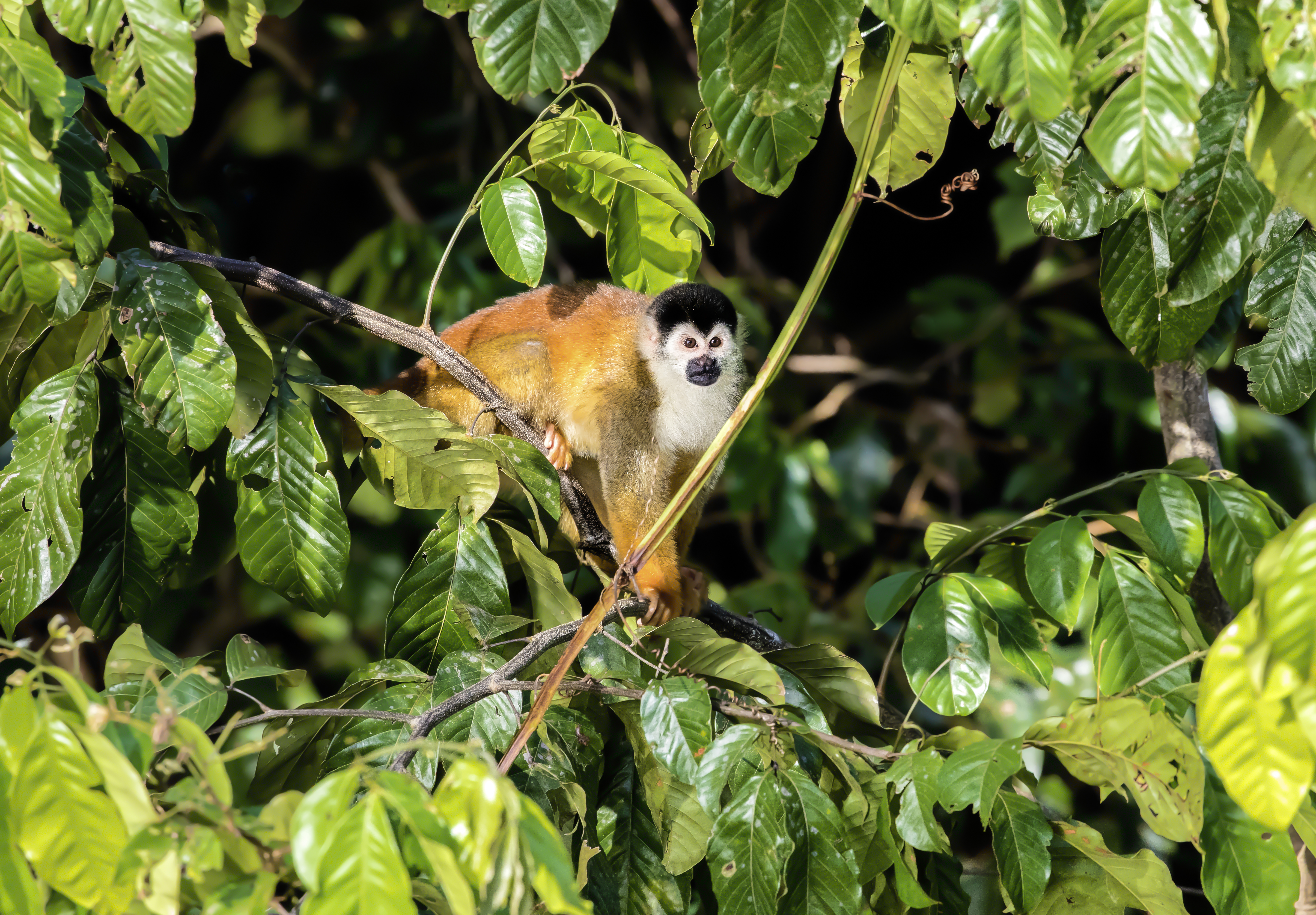 monkey