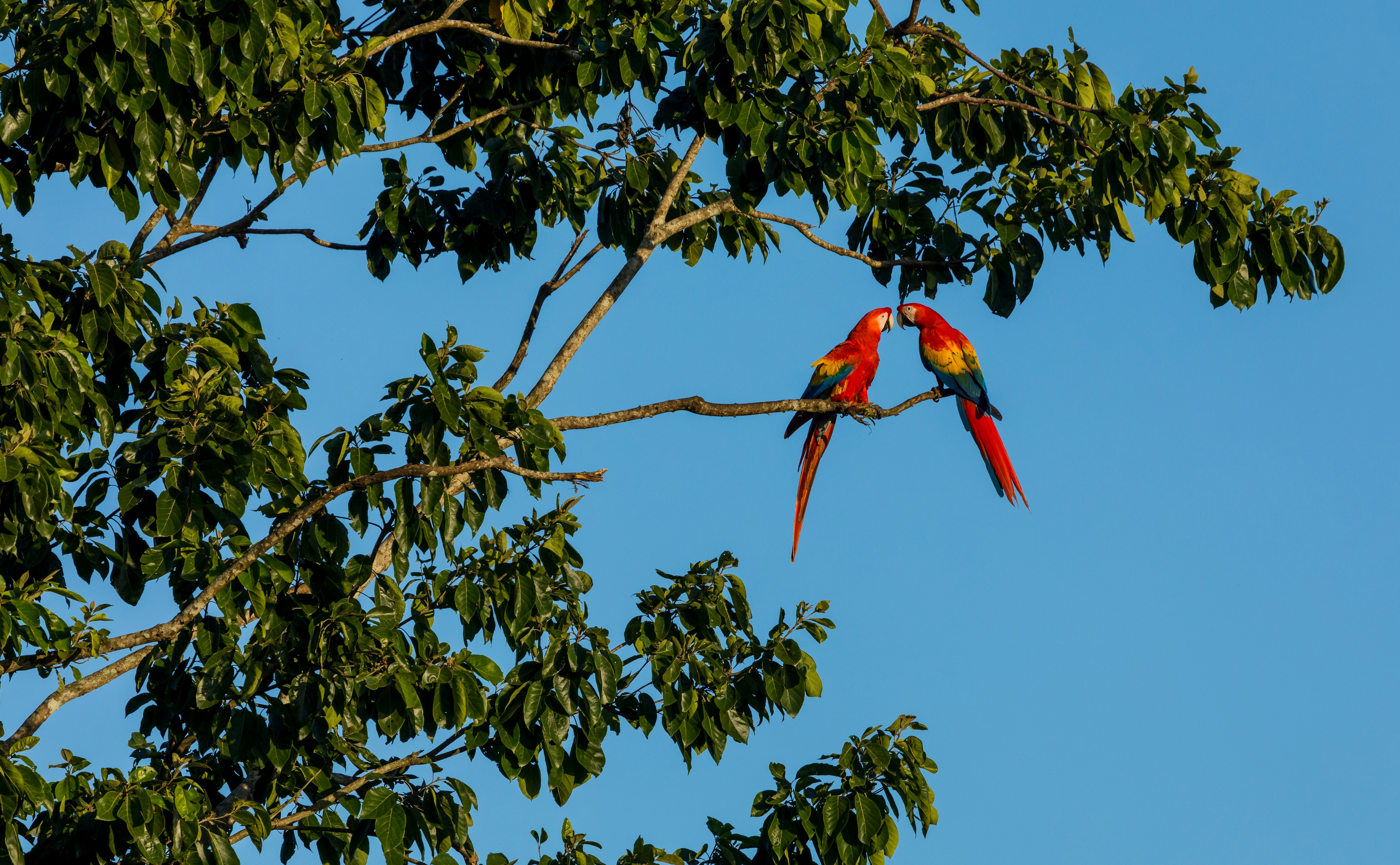 scarlet macaw