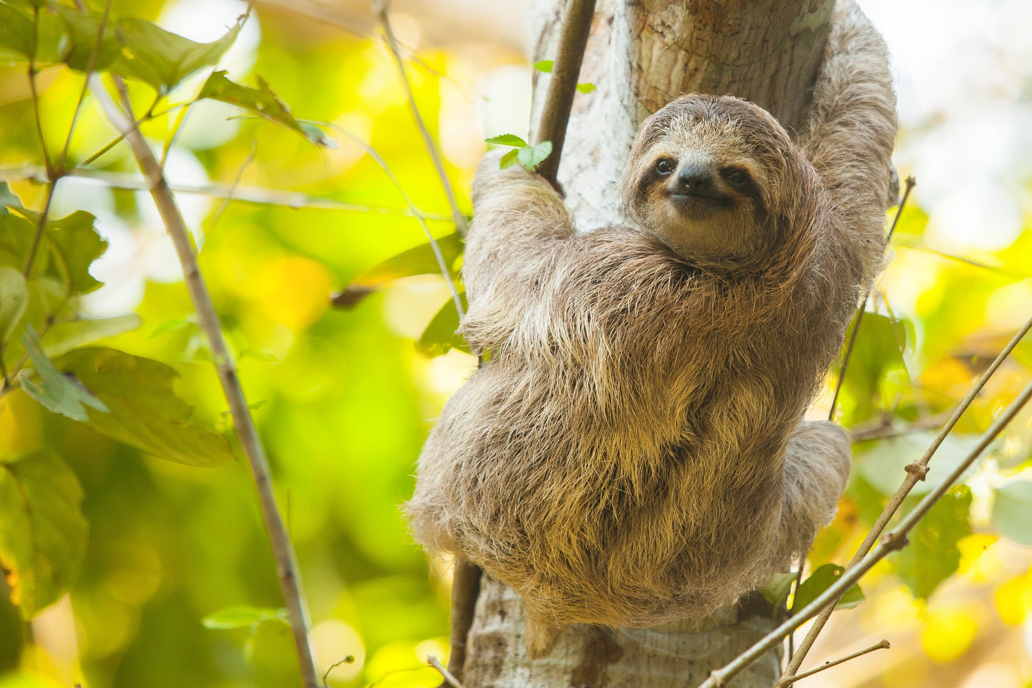 take as easy as sloths 5