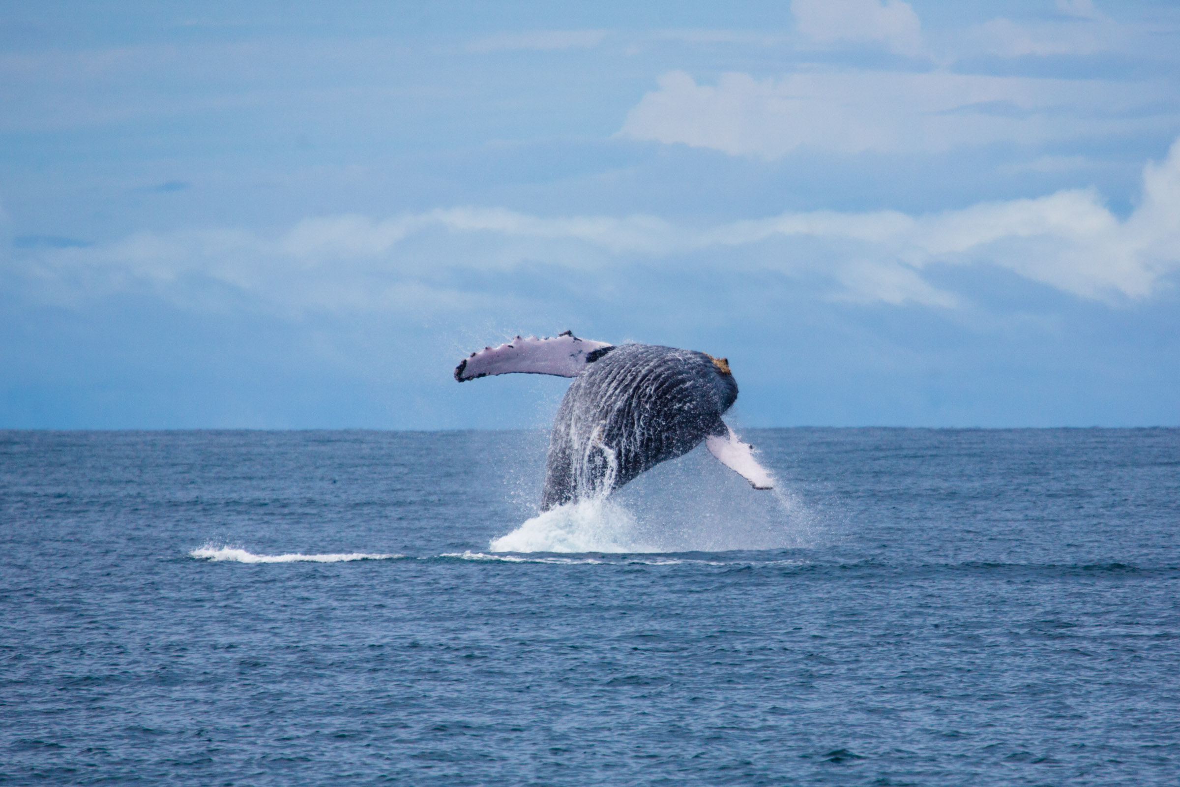 warm and safe waters for the baby whales 4