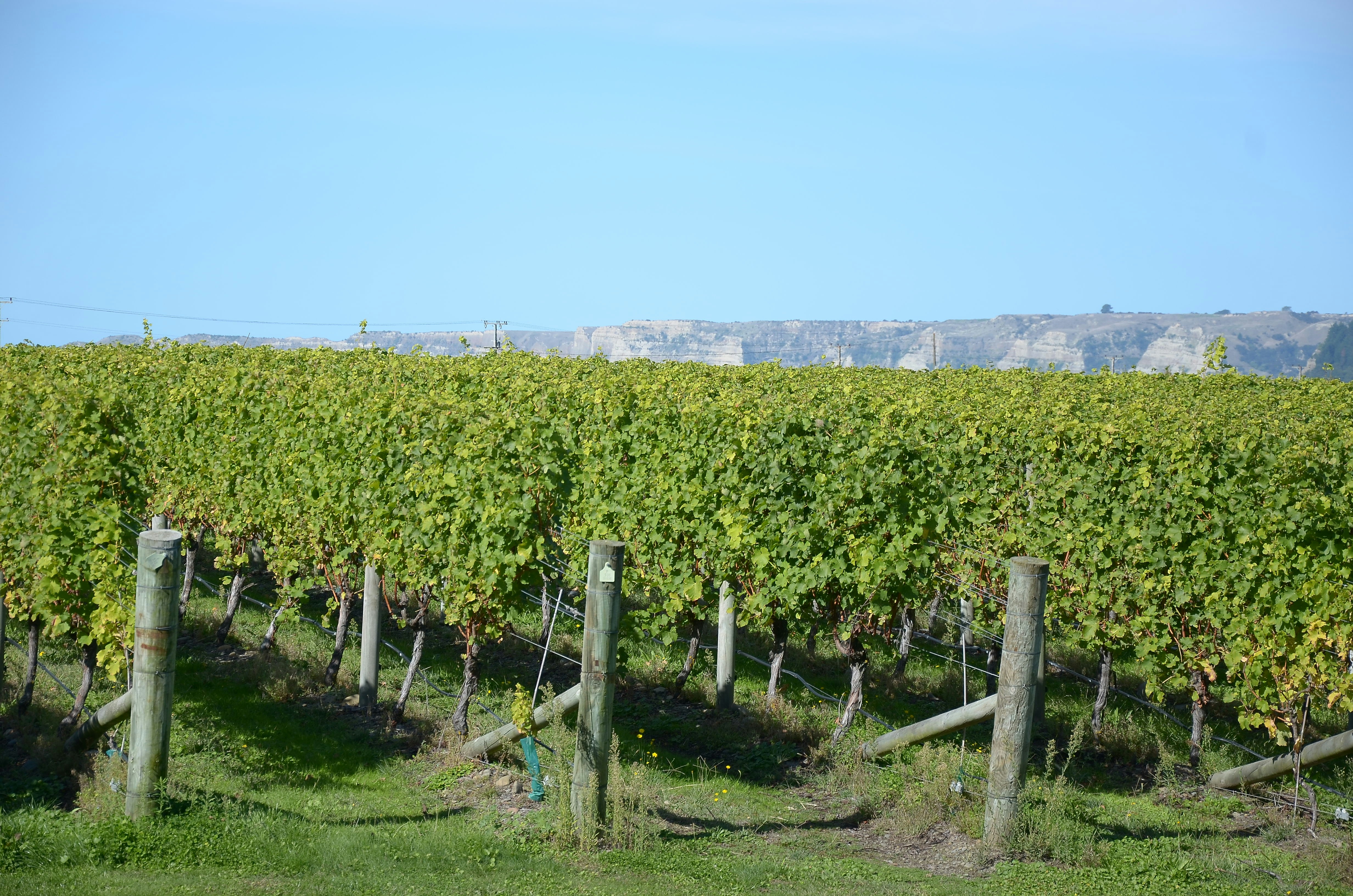 napier