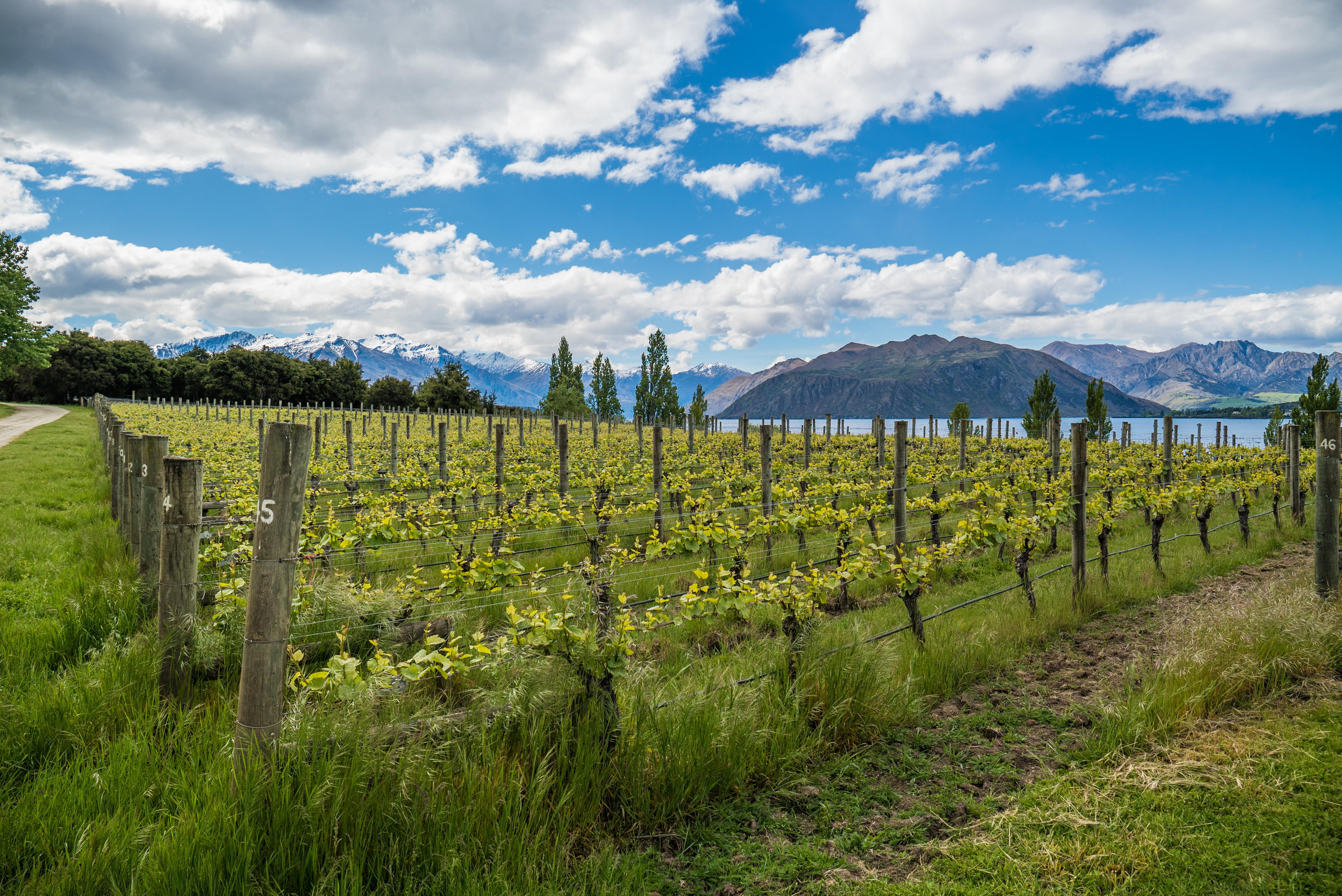 view over winery at wanaka lake new zealand