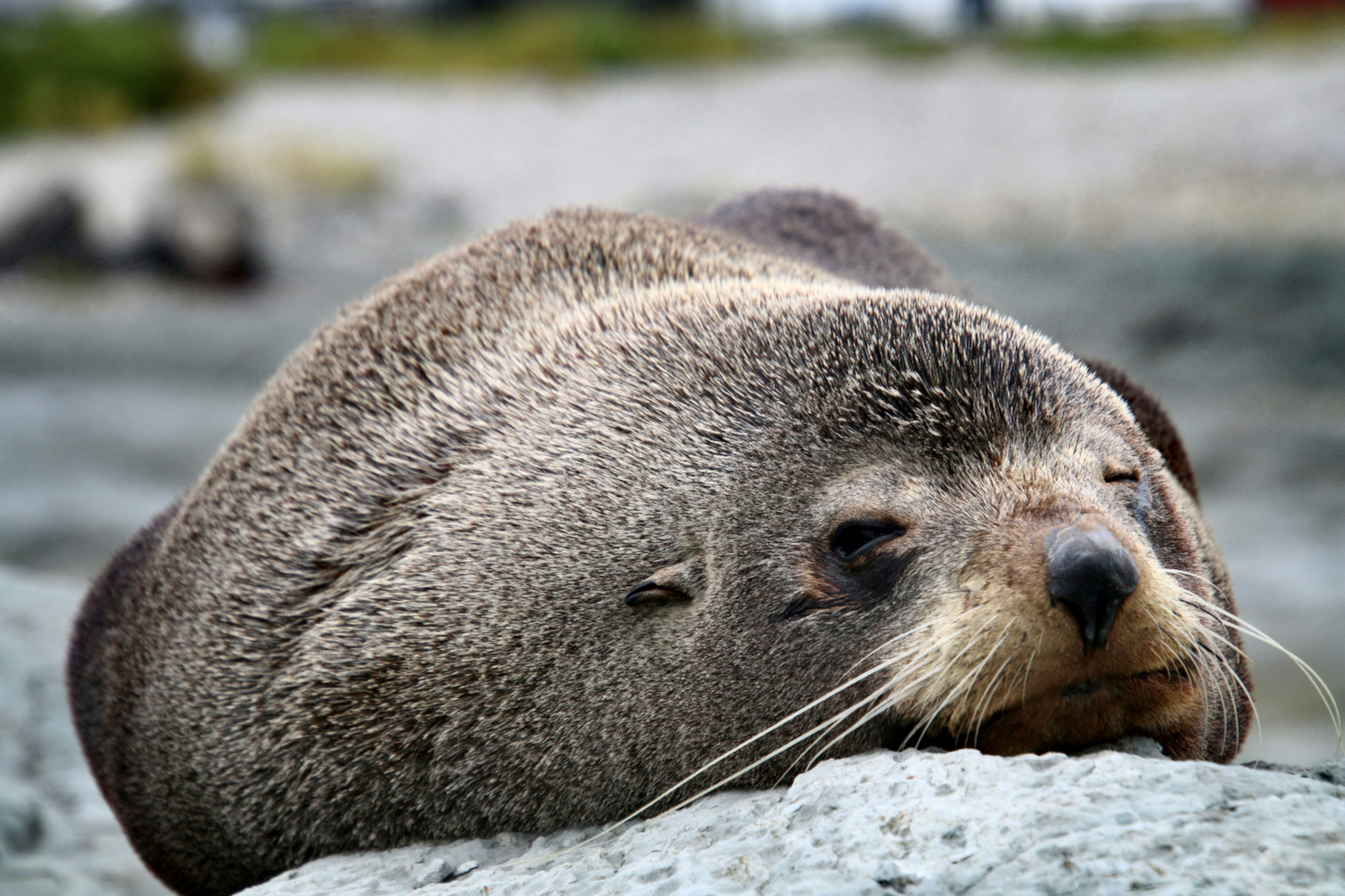 fur seal in kaikoura new zealand