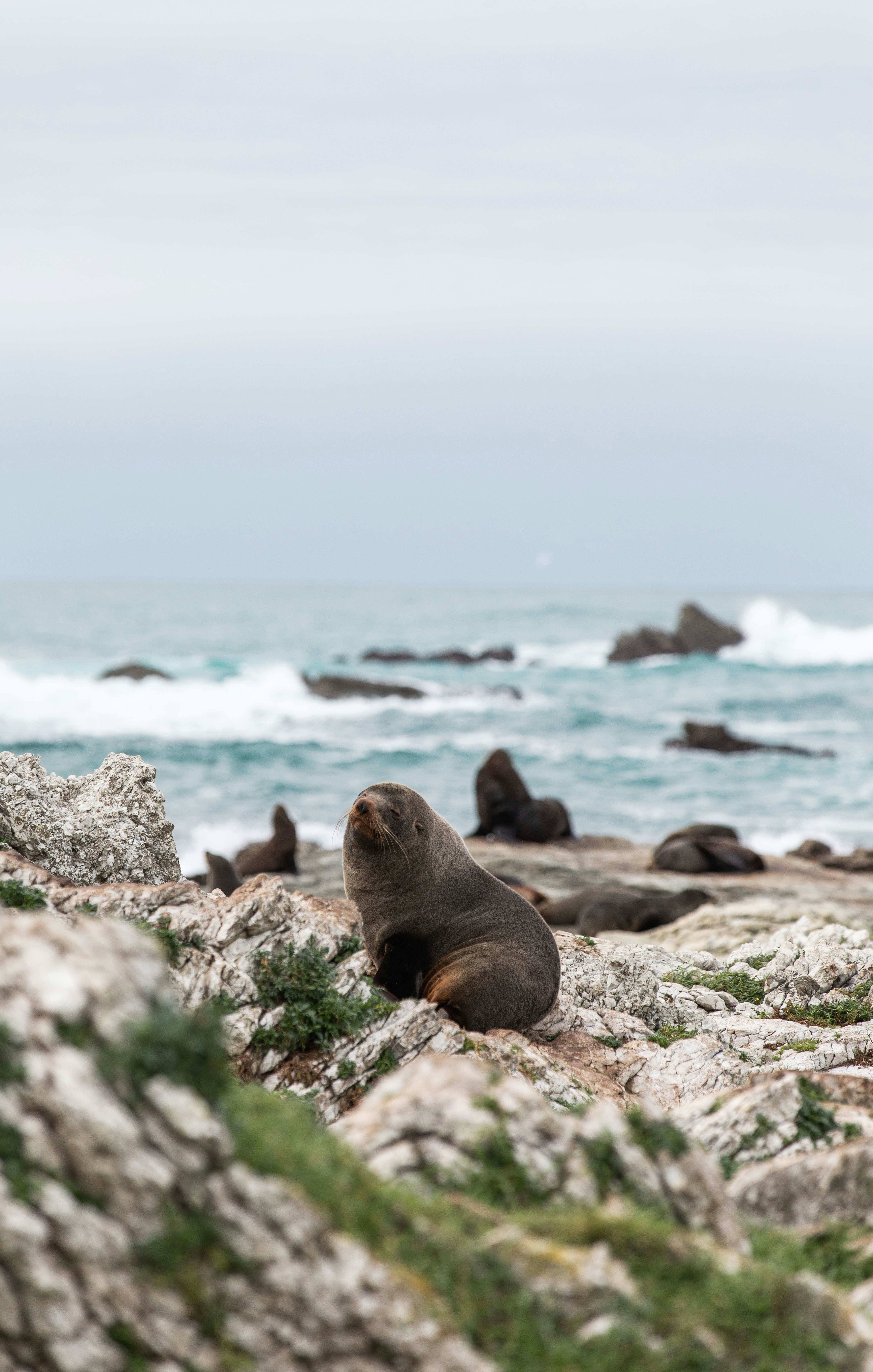 kaikoura neuseeland
