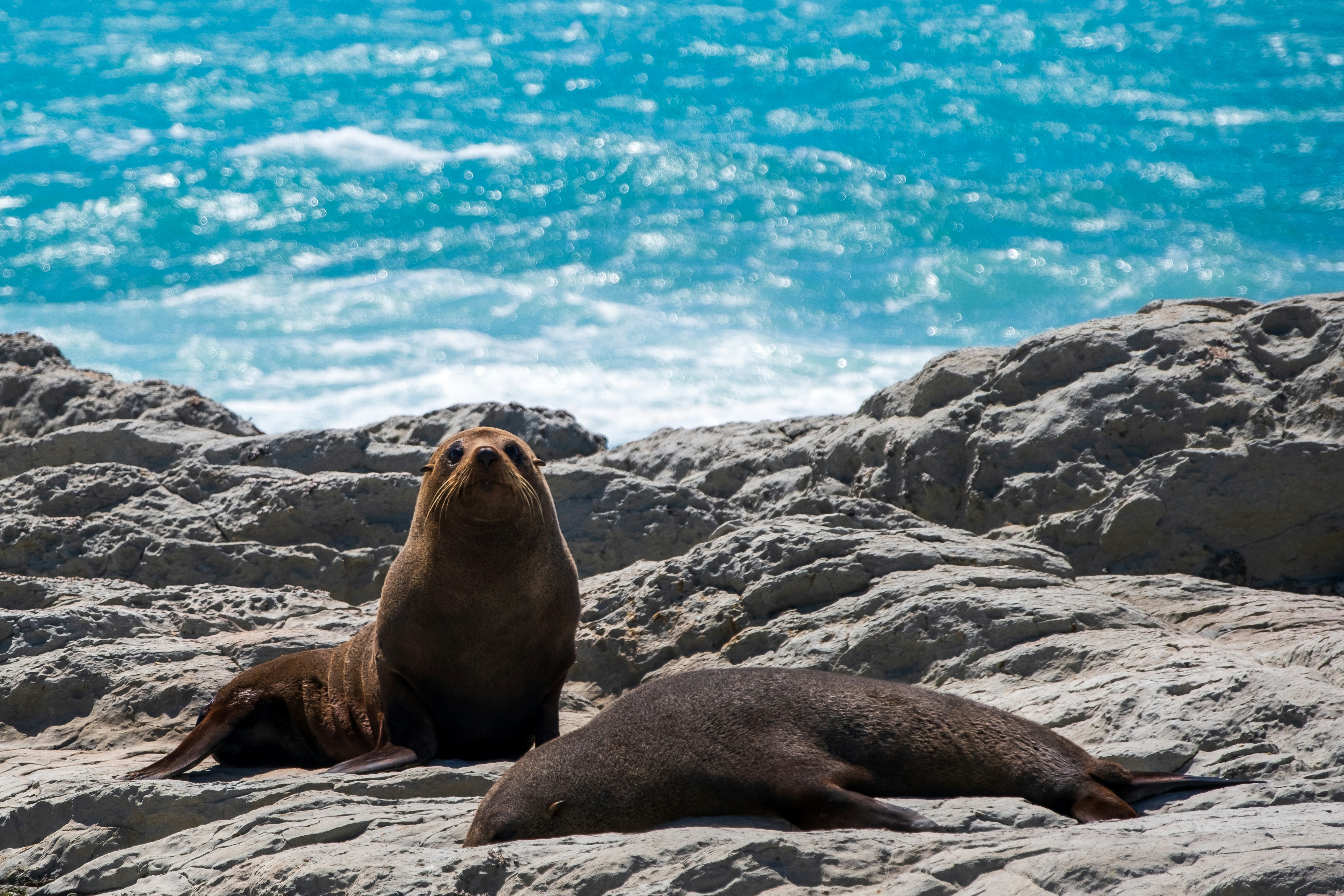 kaikoura nouvelle zelande