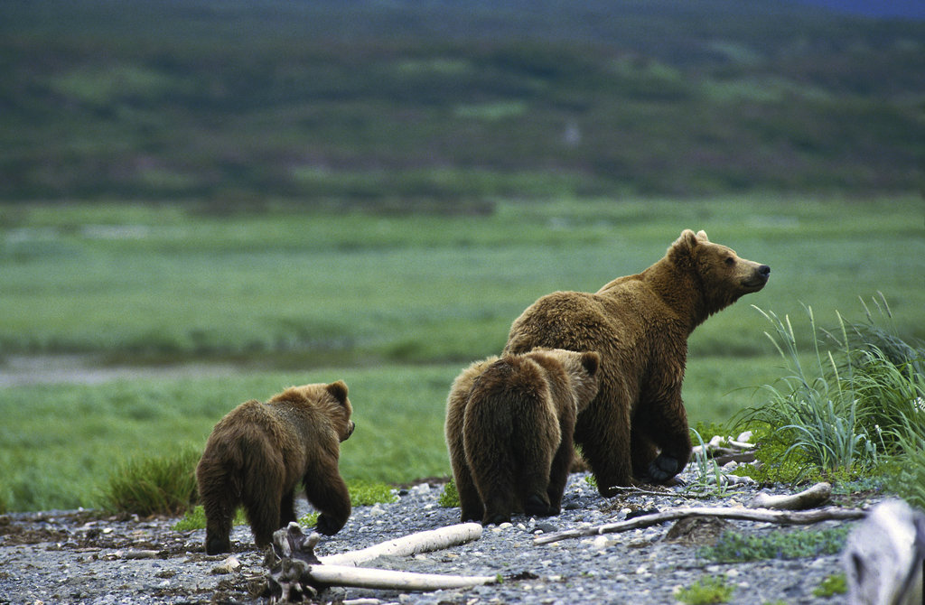 wildlife