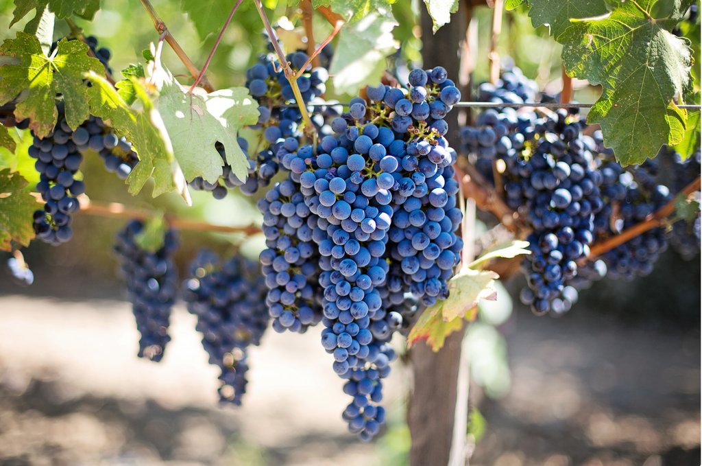 local vineyard