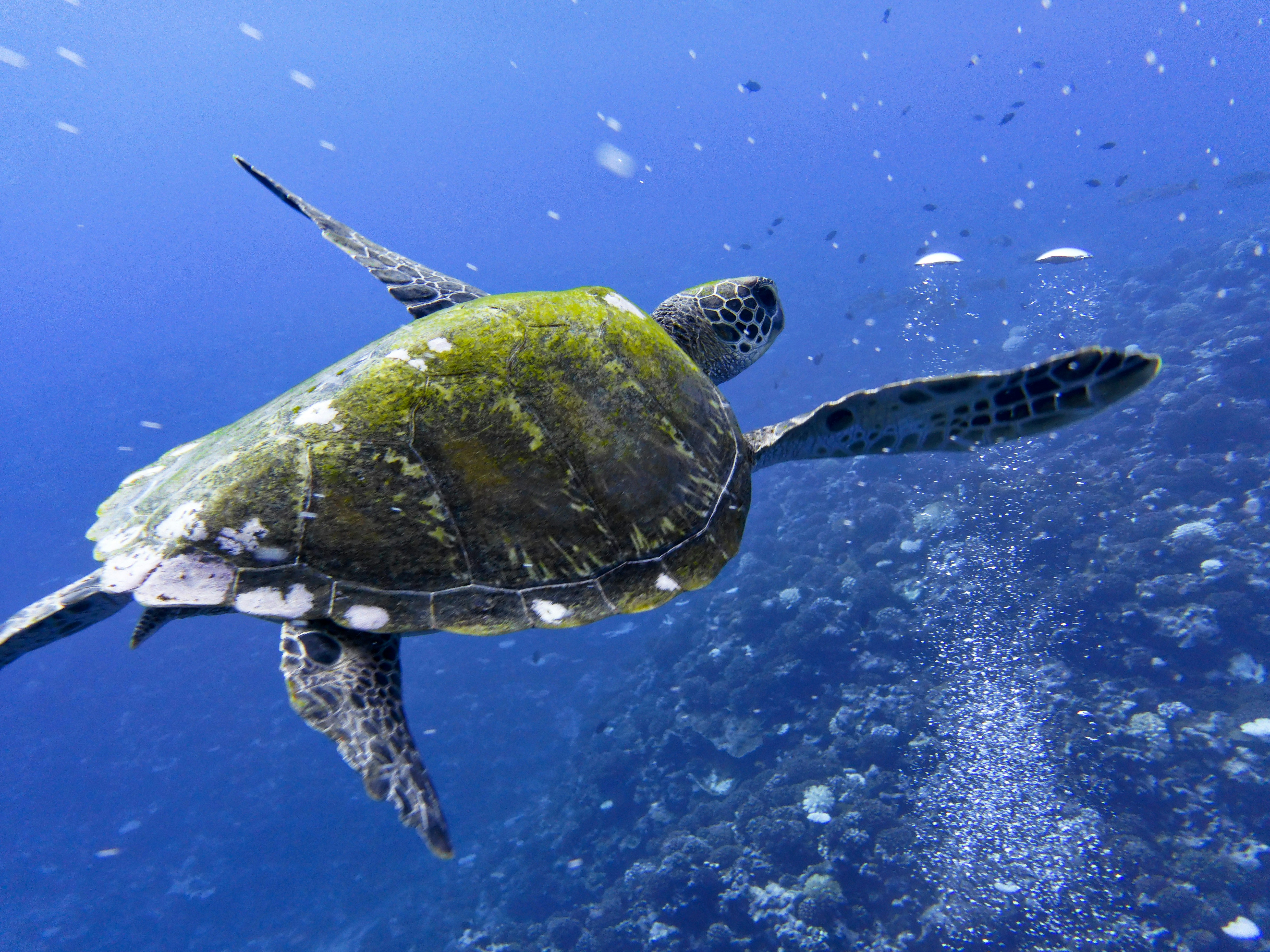 moorea schildpad