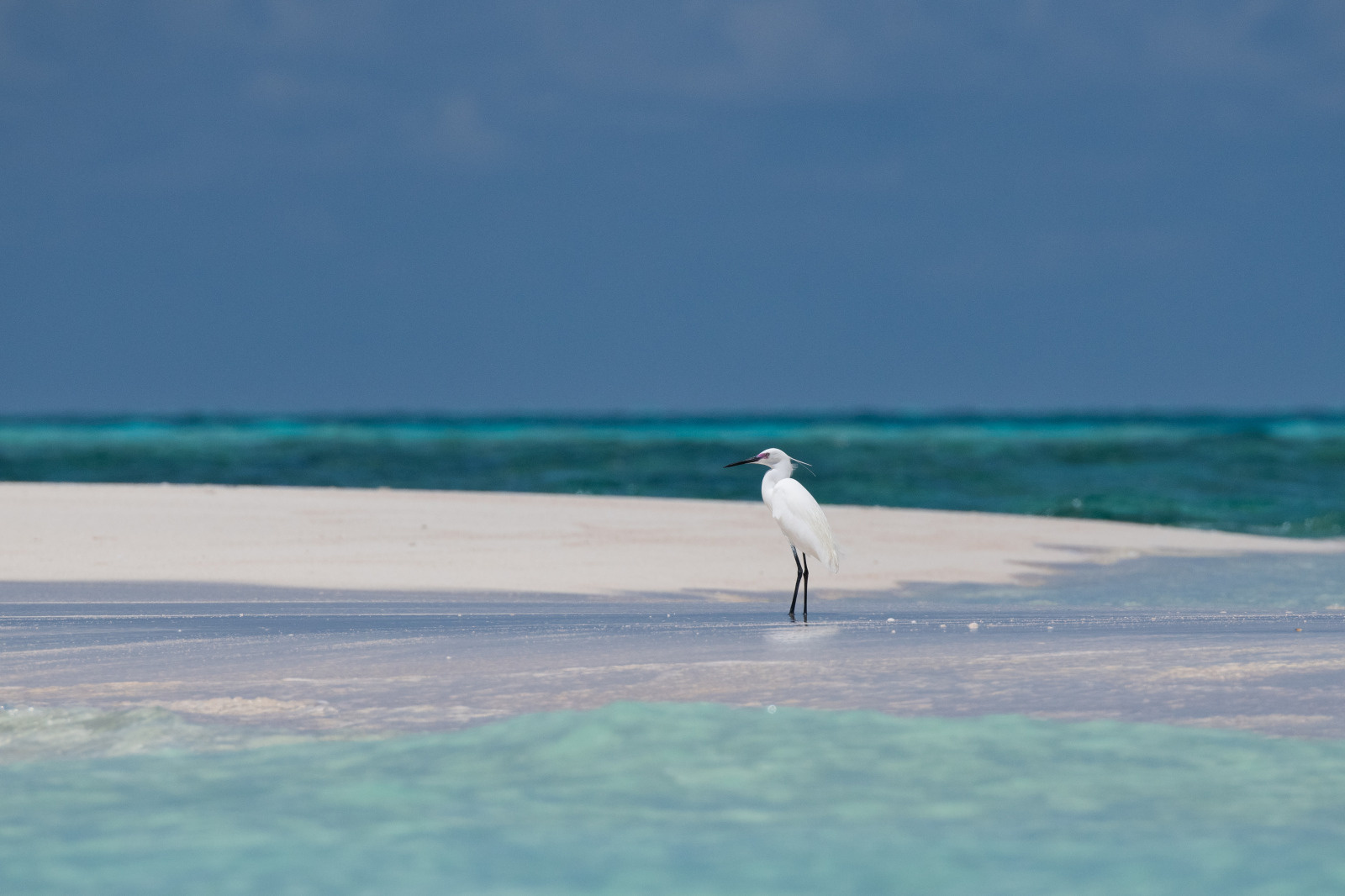 no 48 australia kimberleys ashmore reef grande aigrette studioponant margaux coupez
