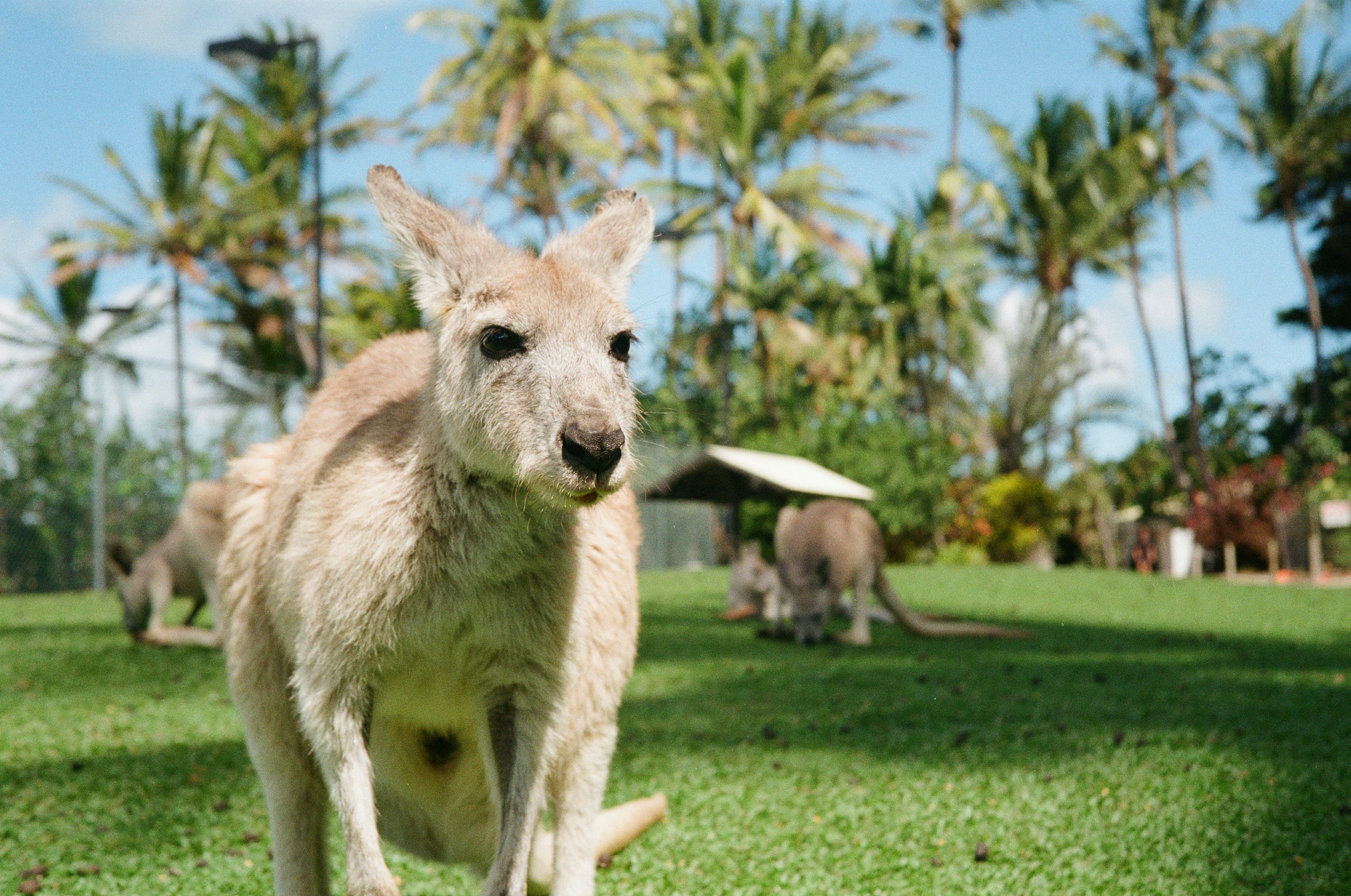 daydream island queensland australia