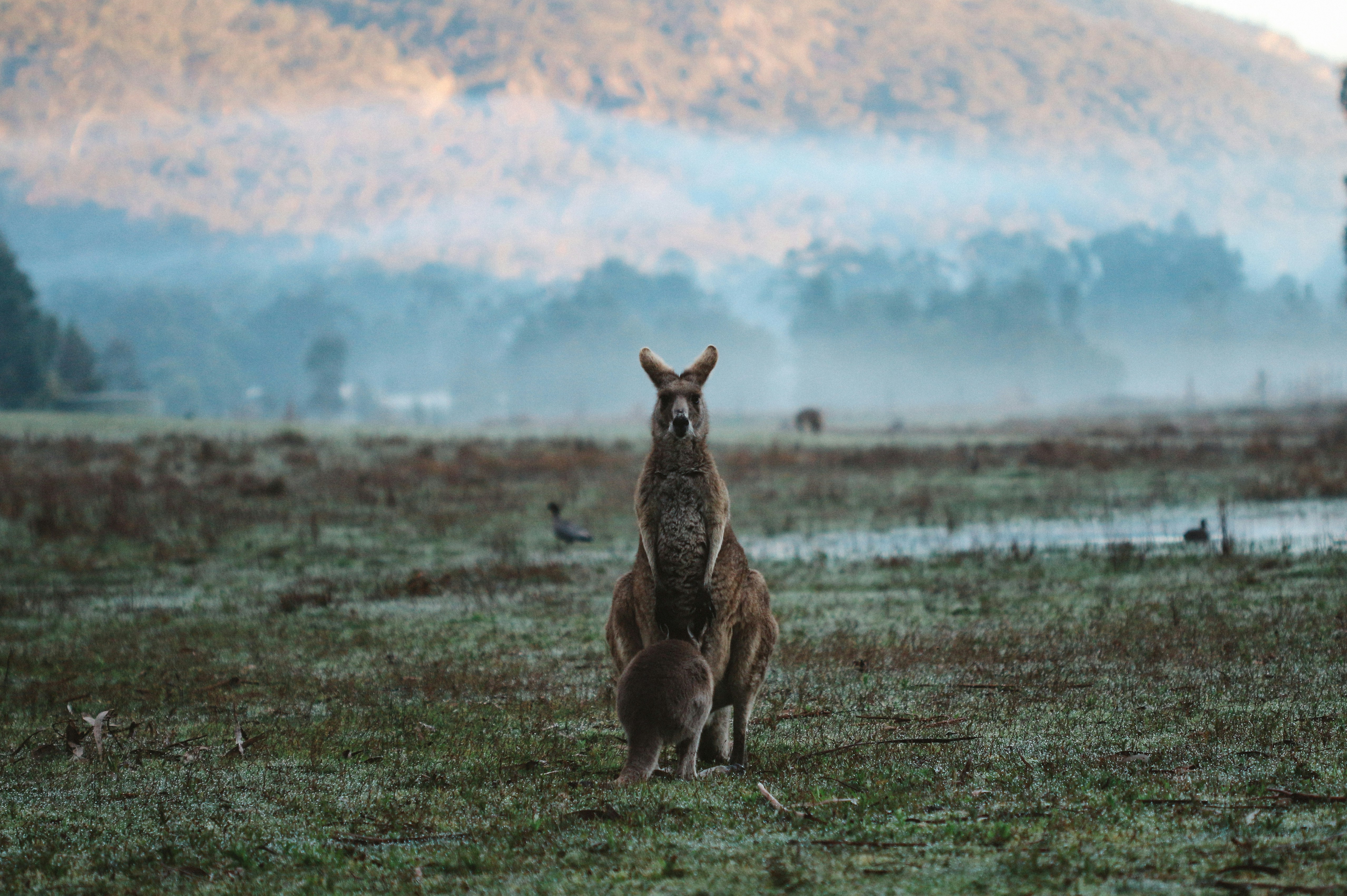 grampians national park halls gap australia