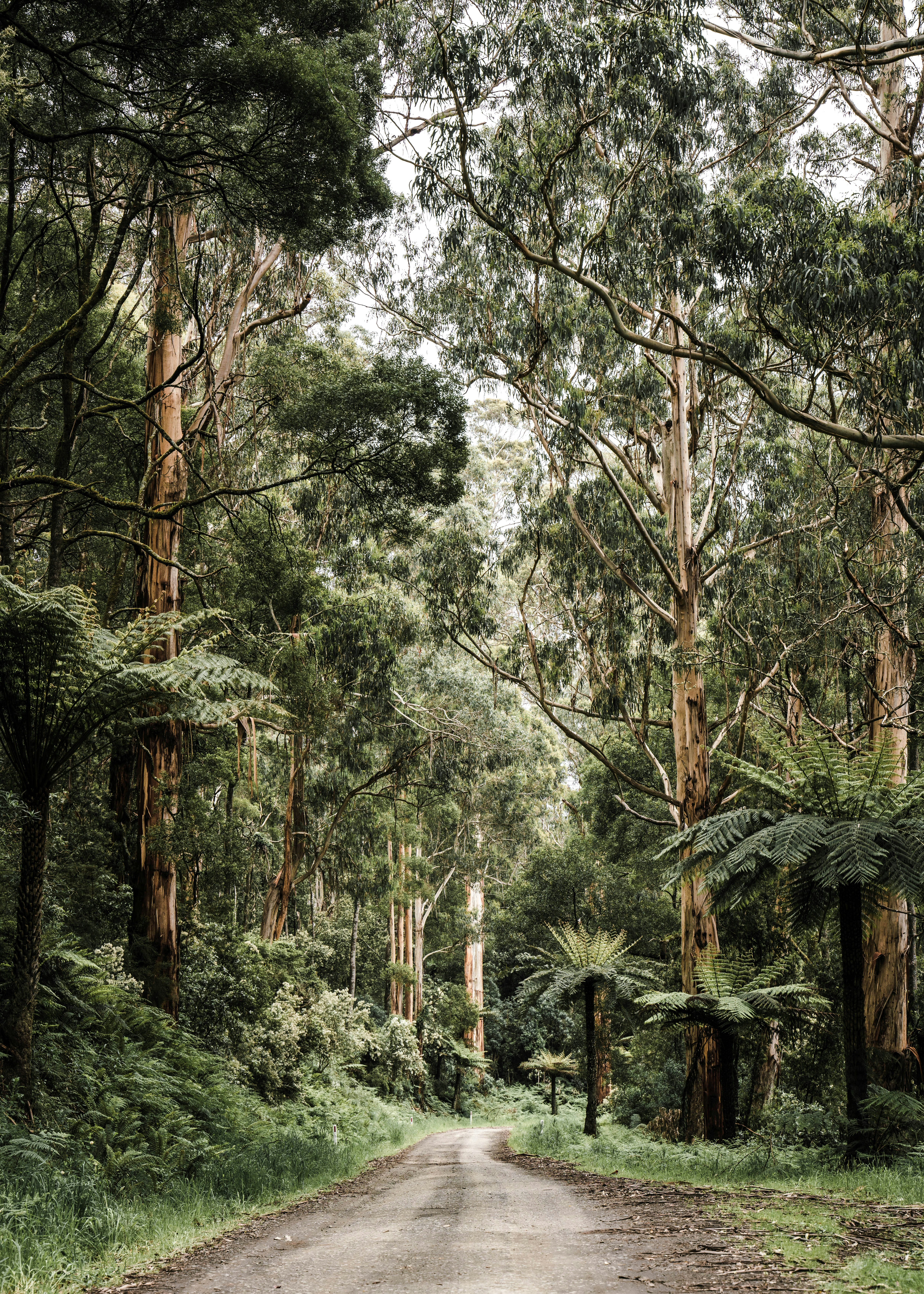 otway national park victoria