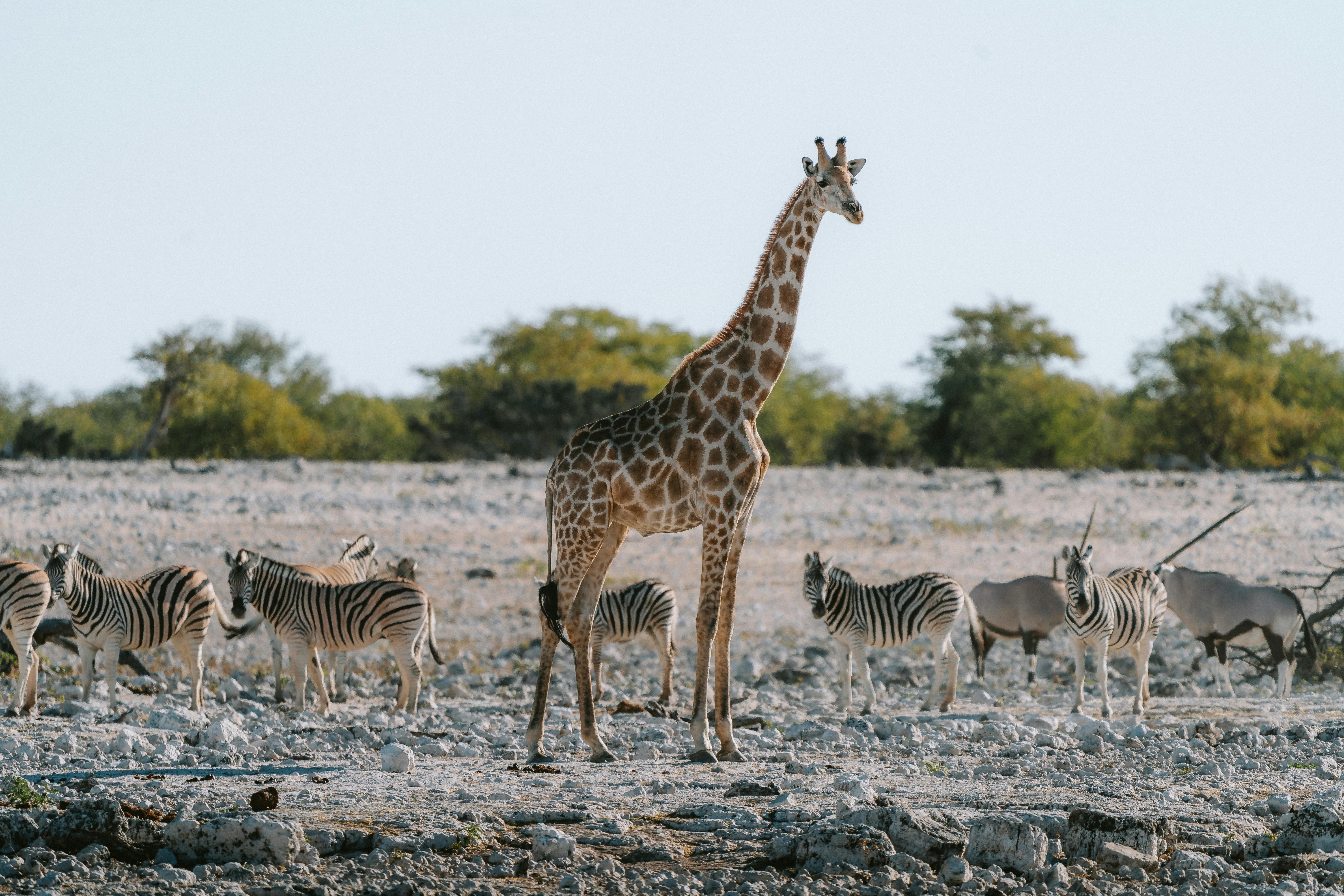 namibie giraf en zebra