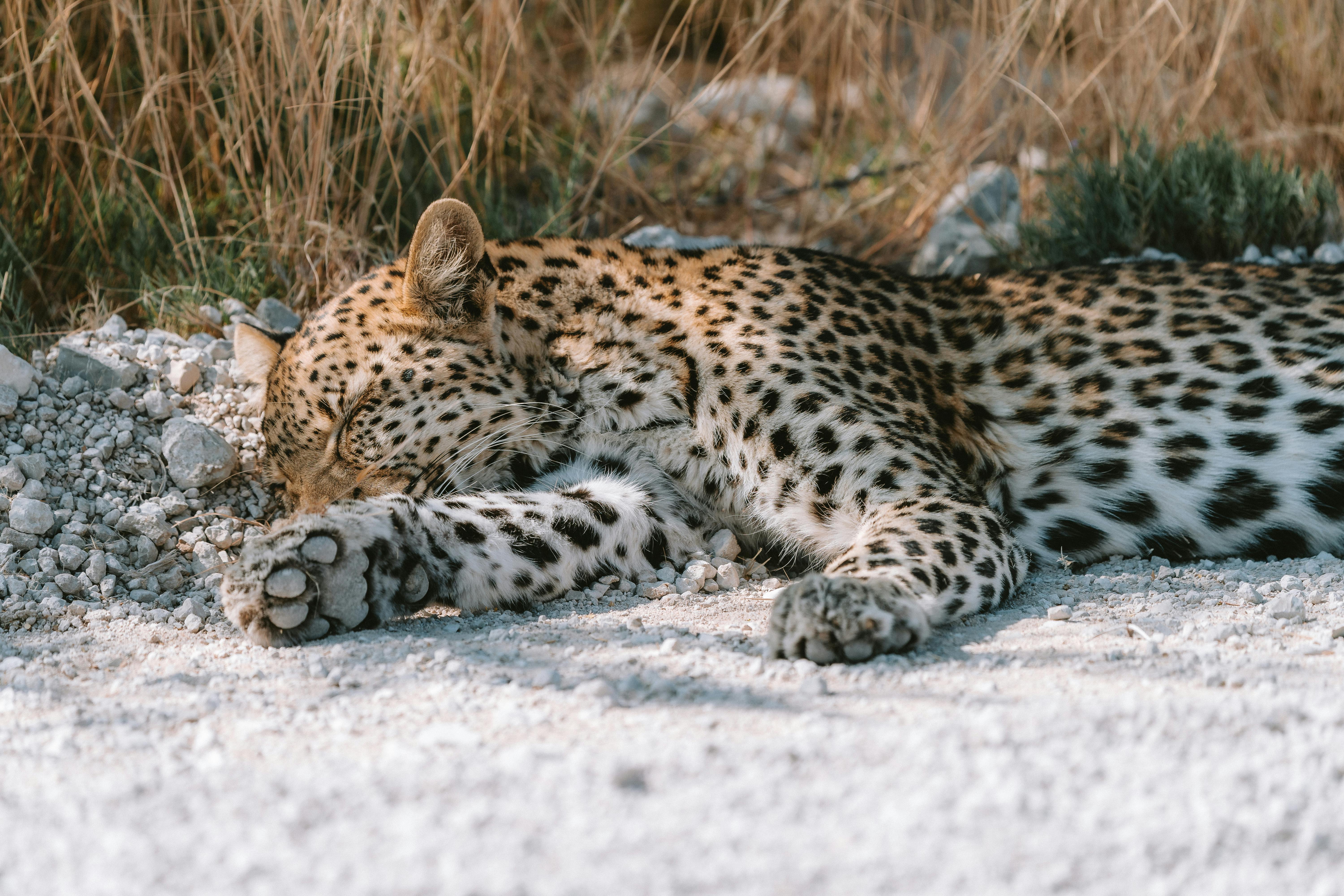 namibie luipaard