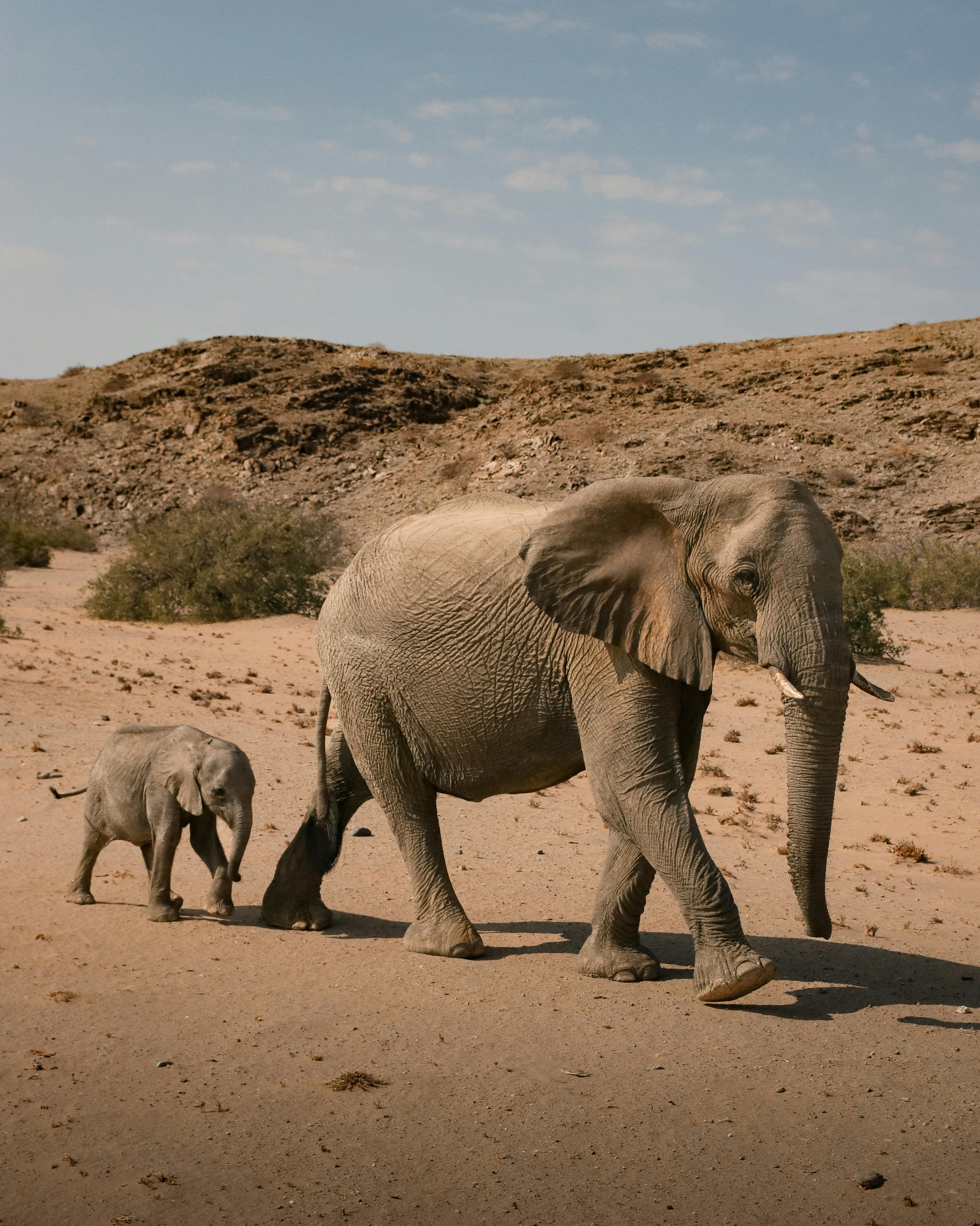 namibie olifanten