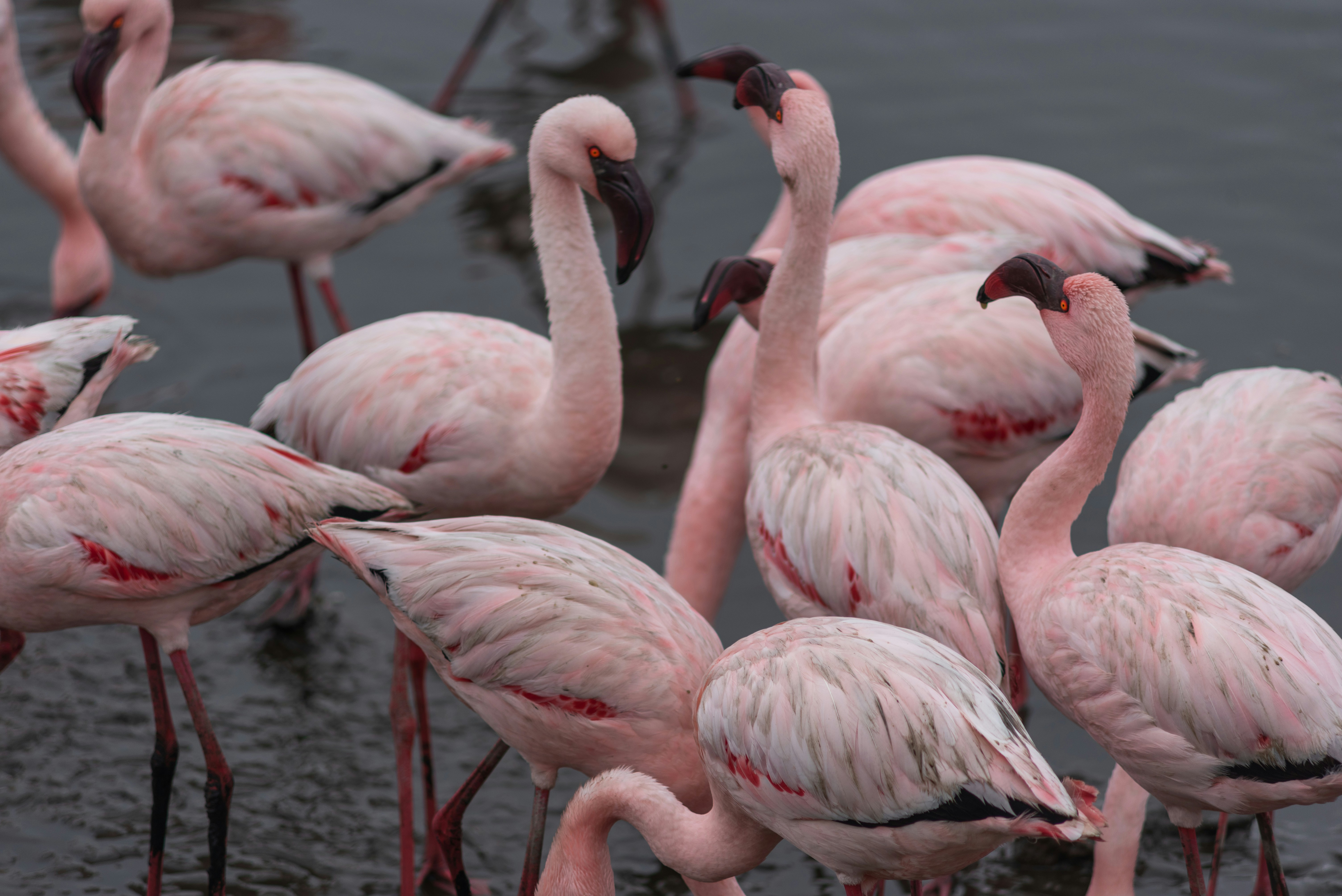 walvis bay