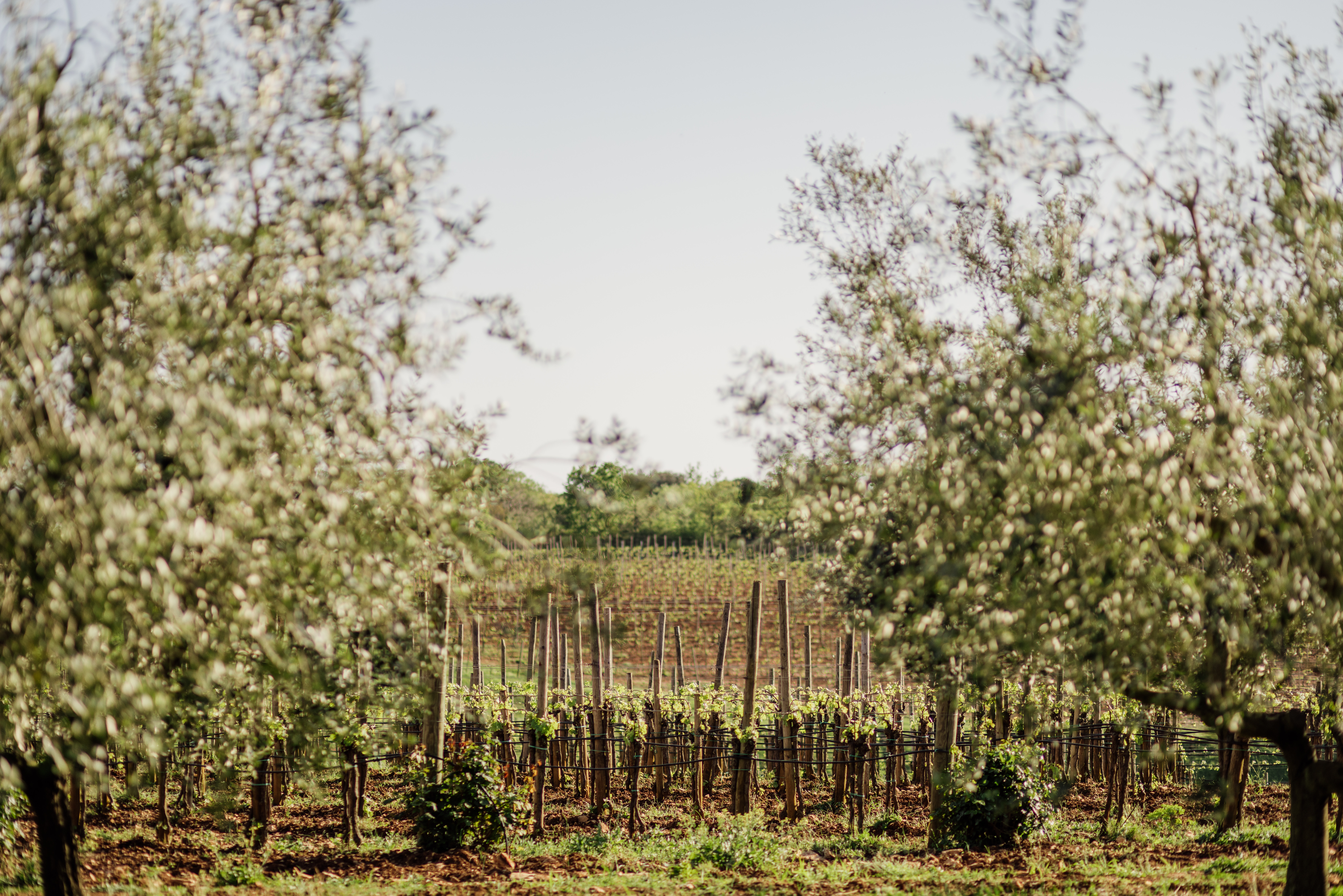 106 meneghetti  vineyard 04 2024