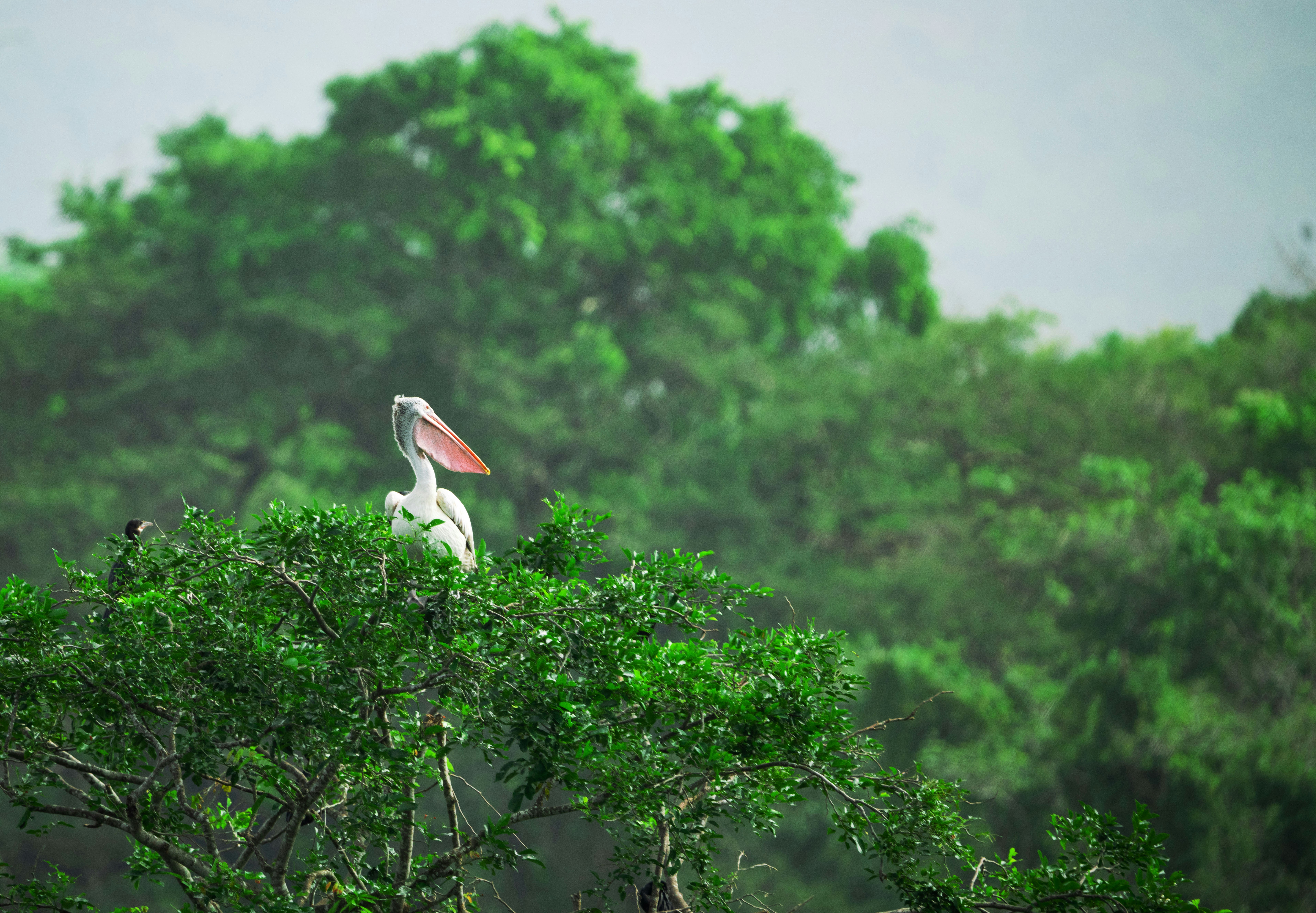 1 spot billed pelican birds yala park