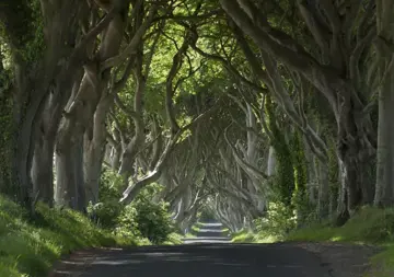 dark hedges  county antrim master 2