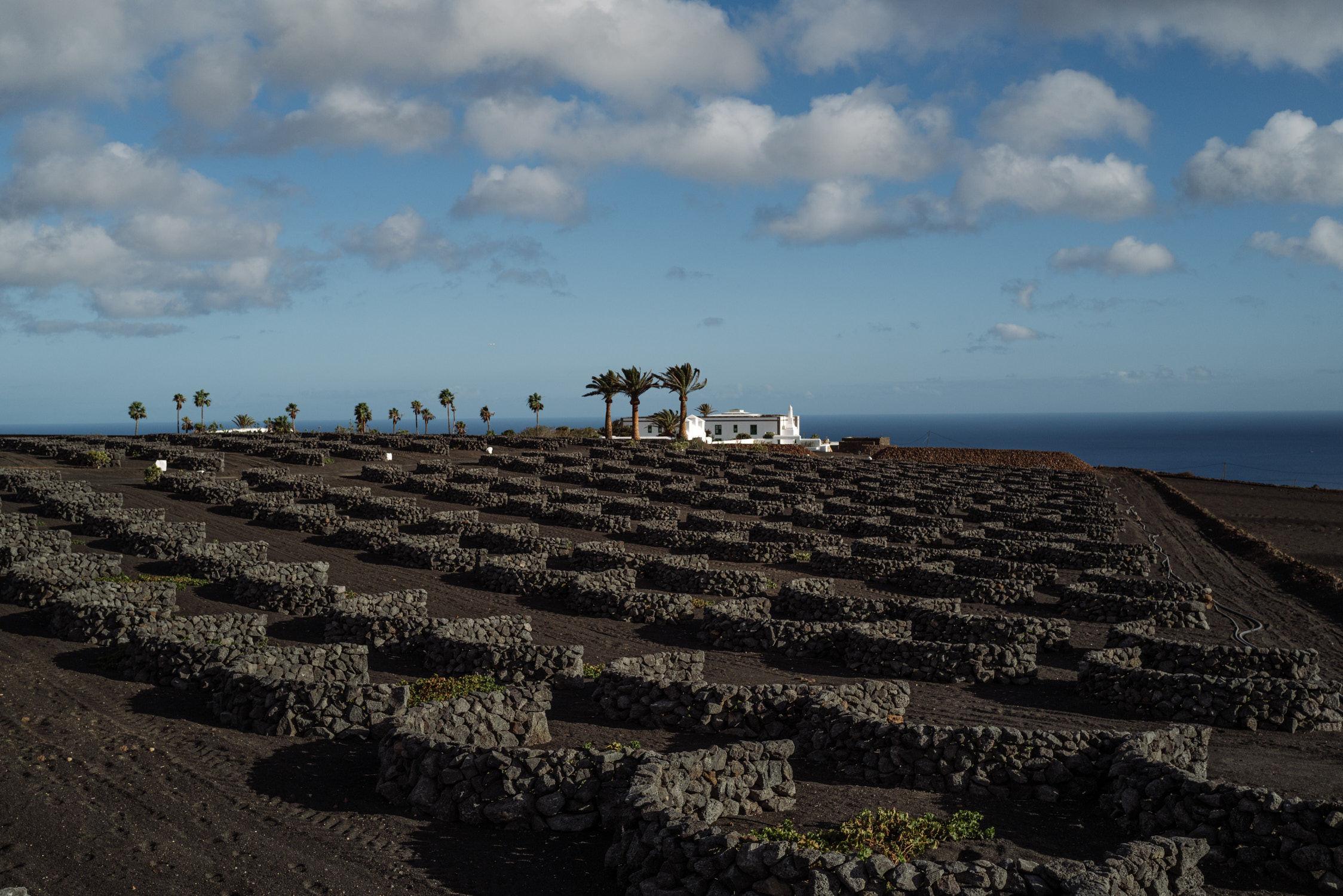 cesar lanzarote vineyards