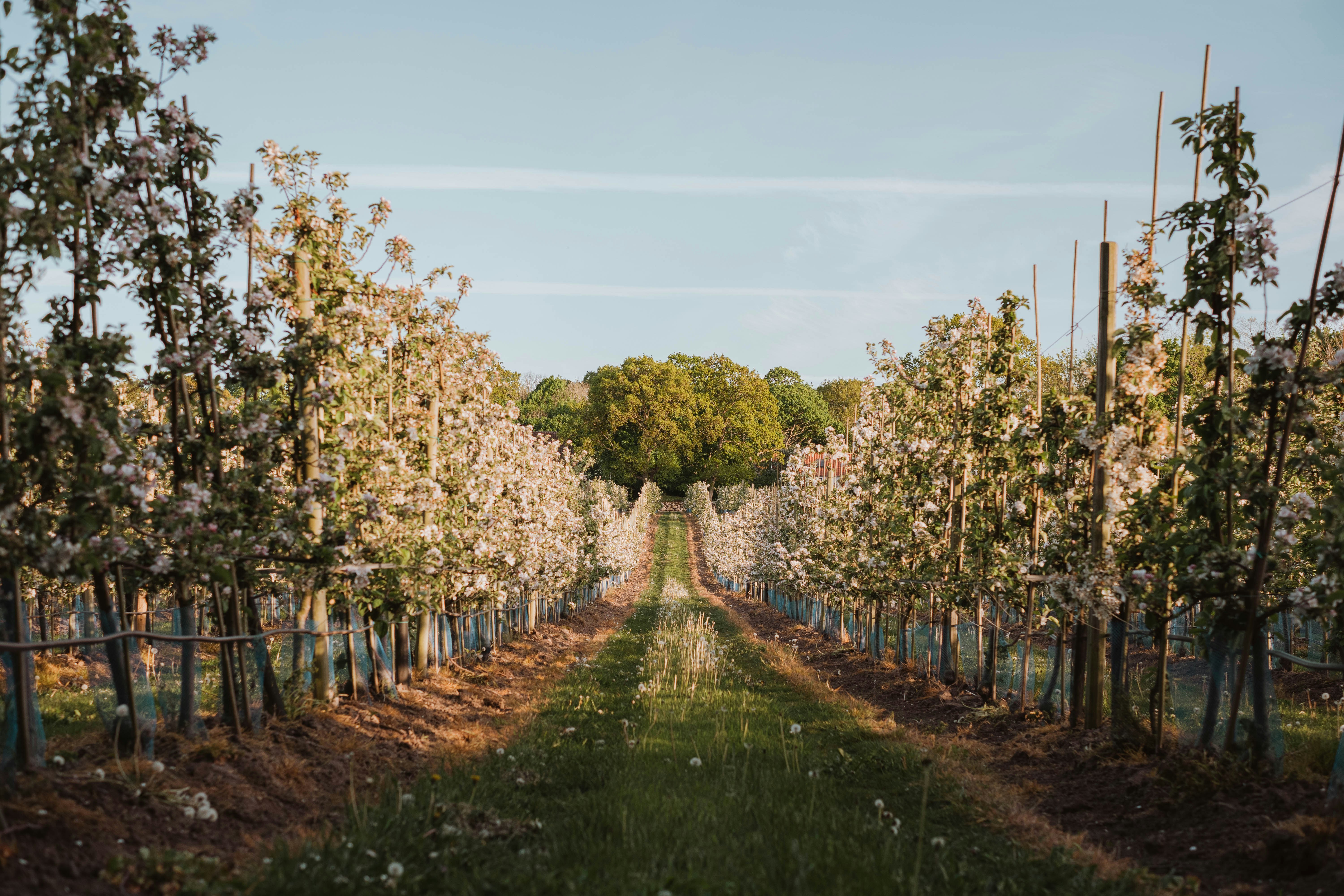 louise krause fyisl7lqrii unsplash