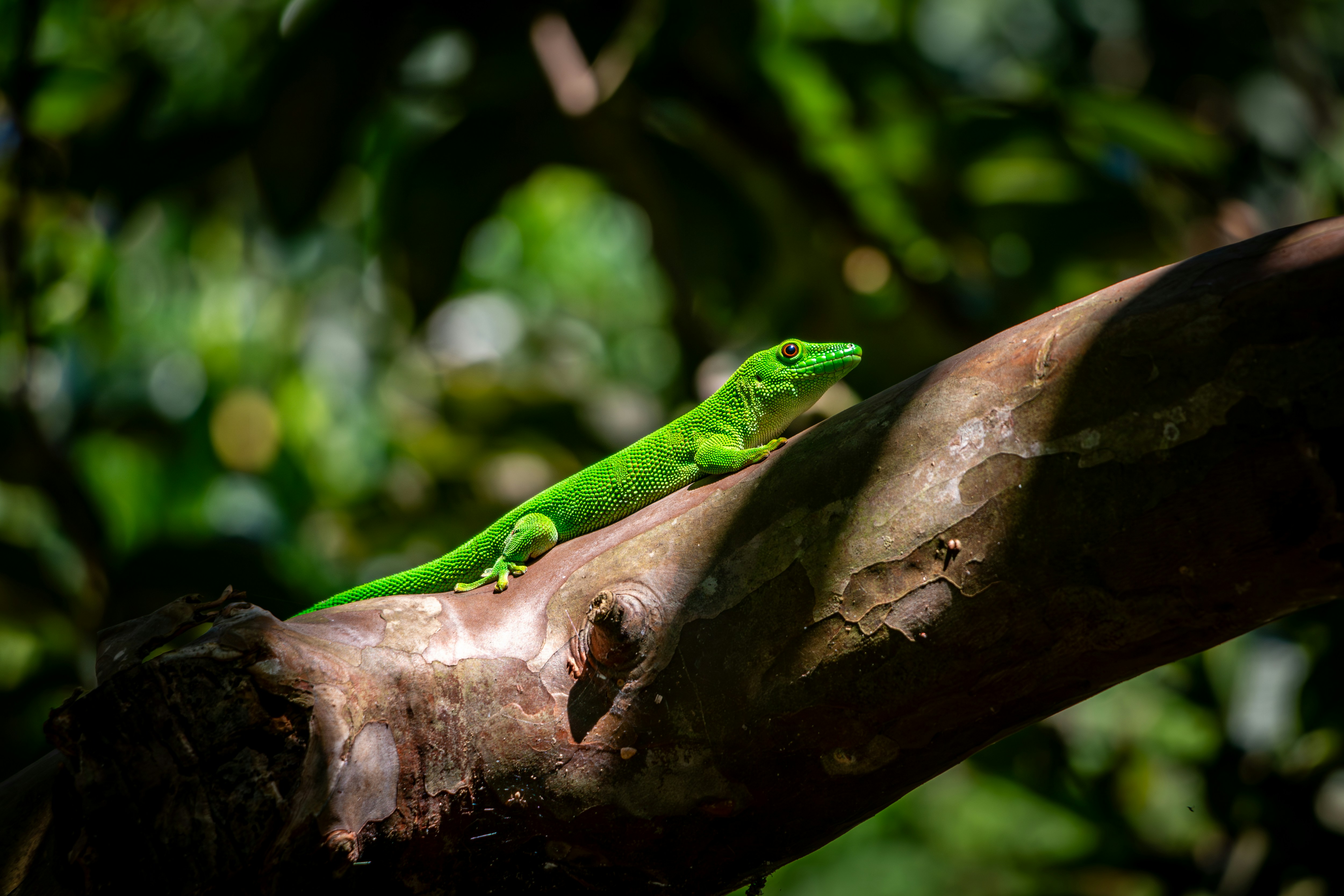 nosy komba madagascar