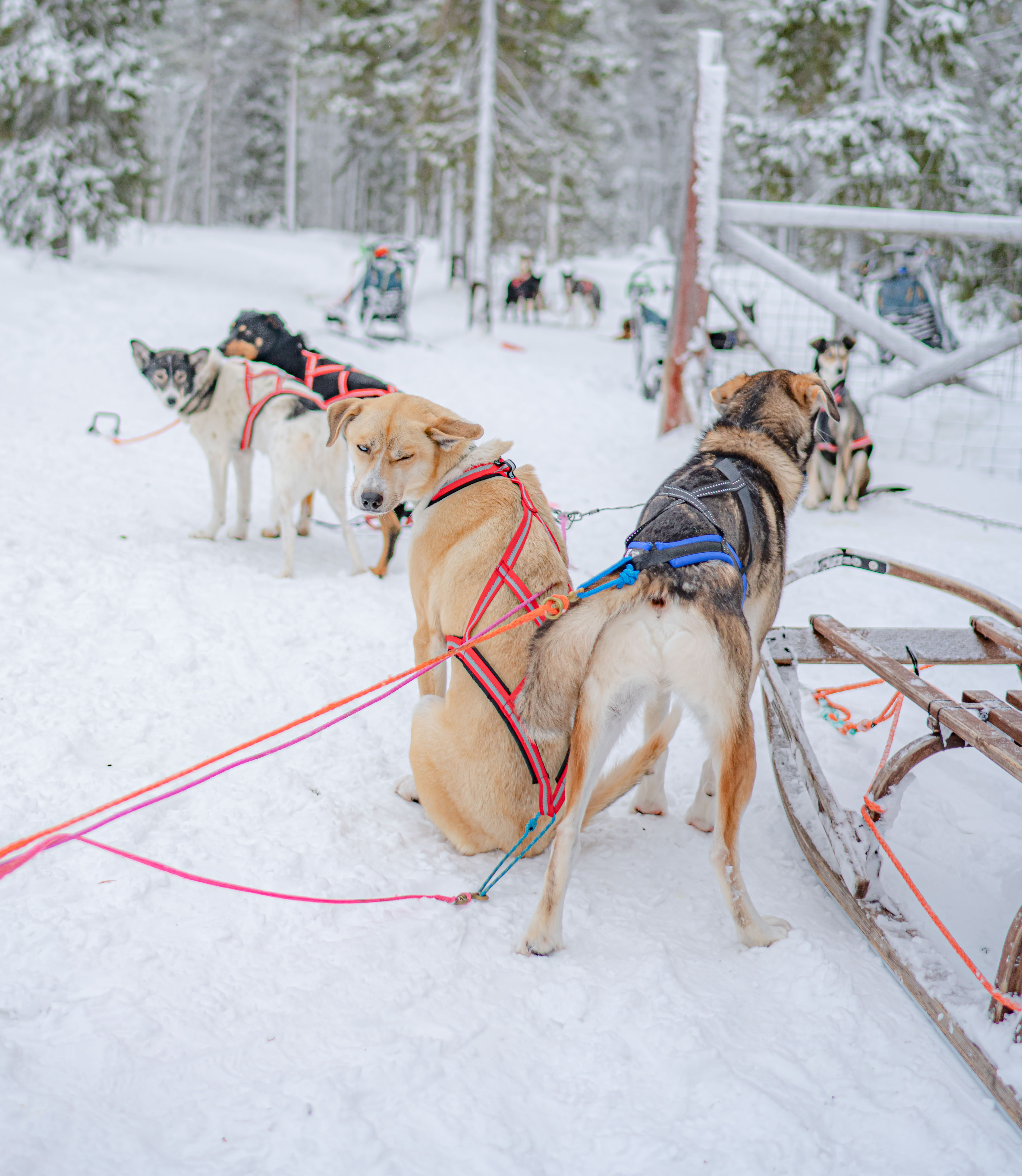 husky lodge 305586