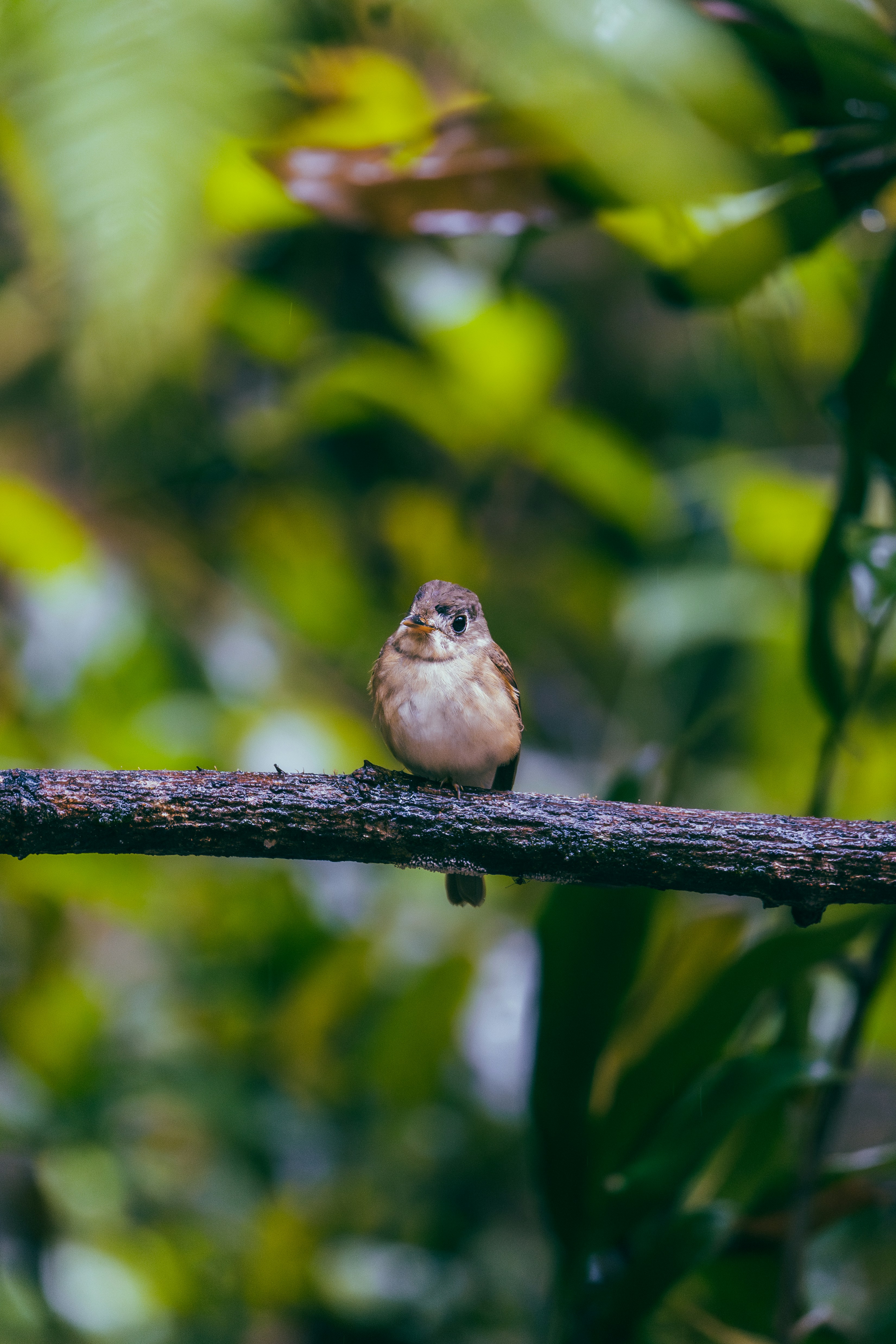 sinharaja rainforest vogels sri lanka