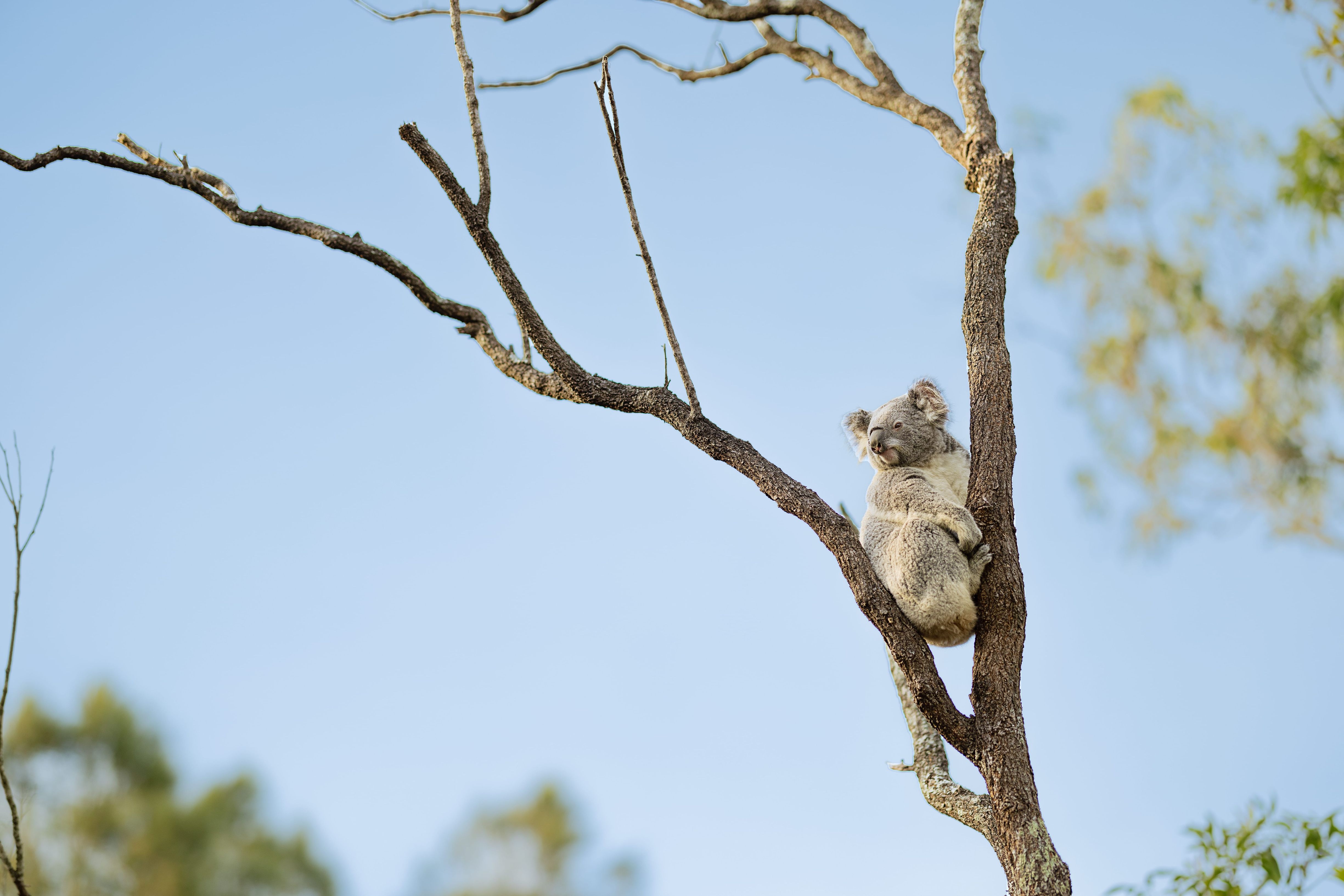 Australië