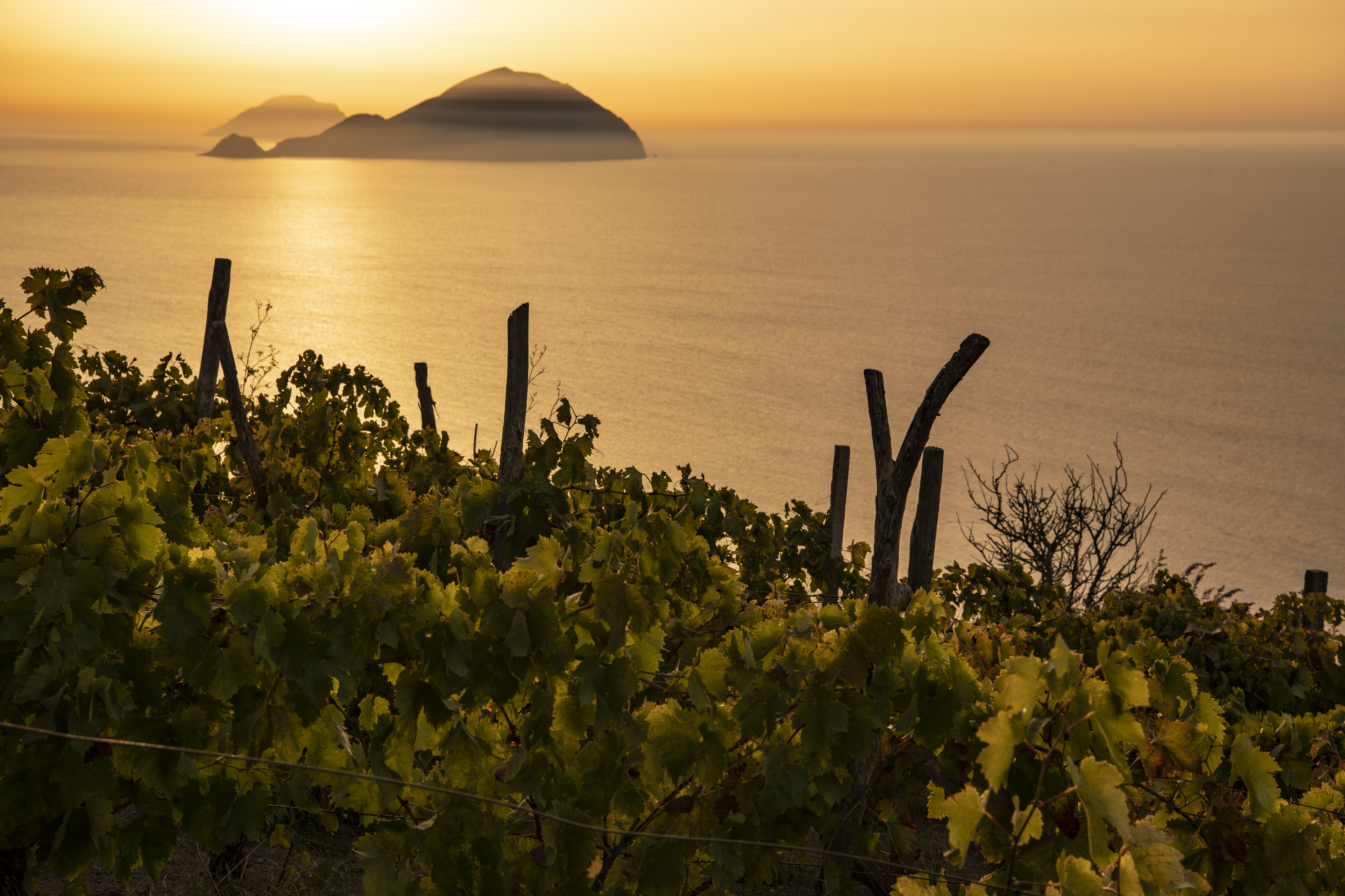 visita ai vigneti eolia