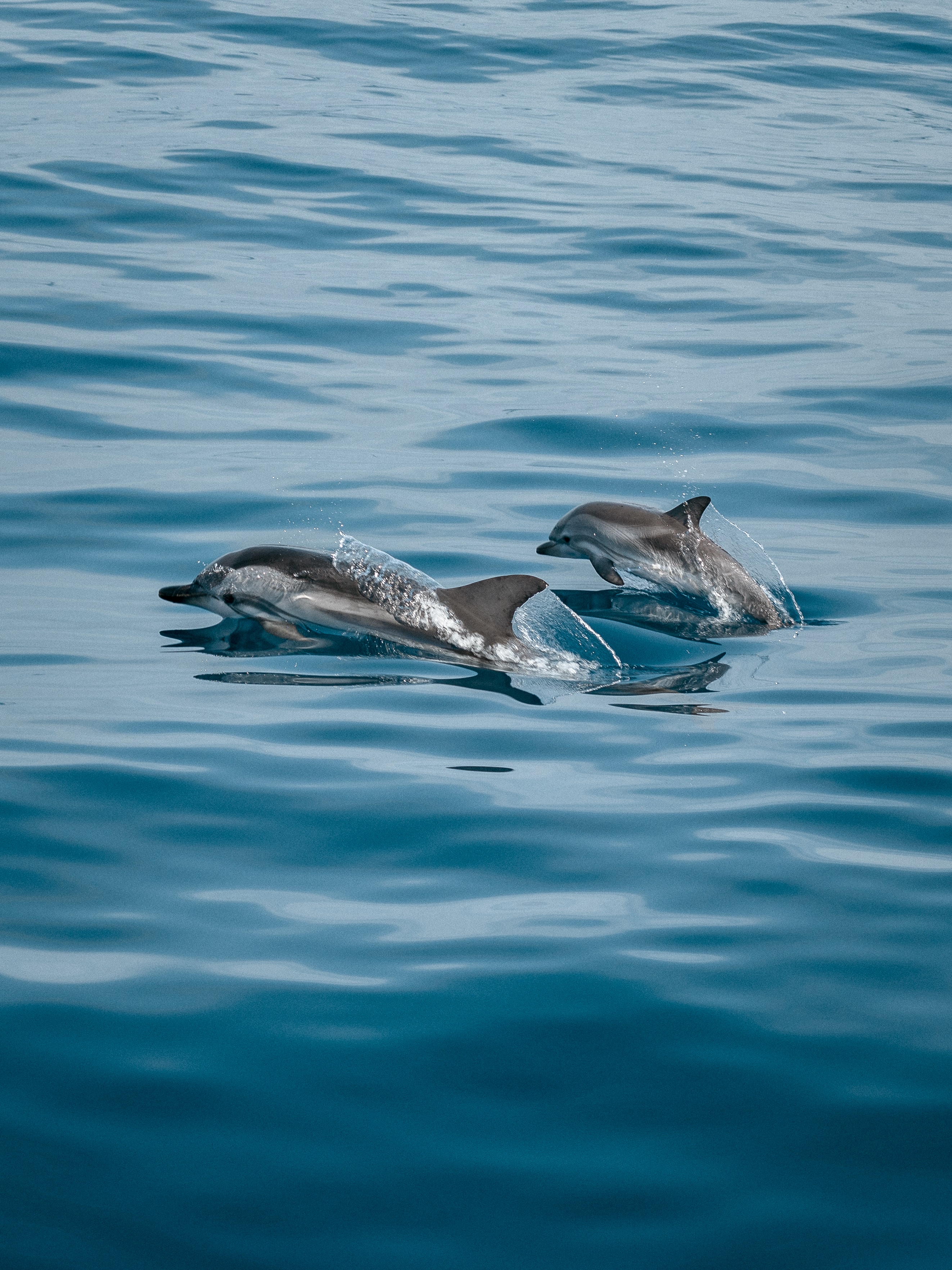 dolphins gran canaria