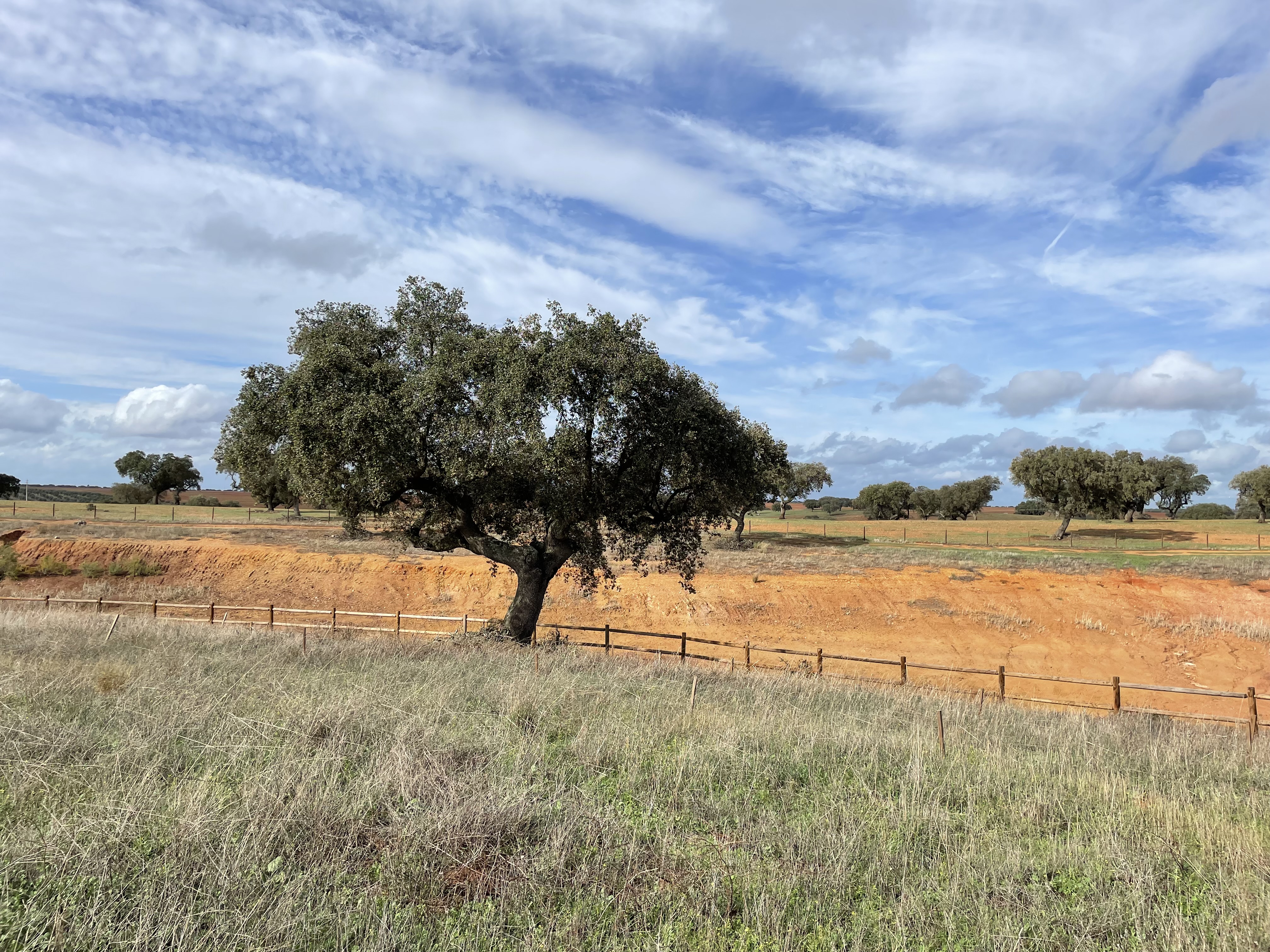 alentejo boom op de vlakte portugal